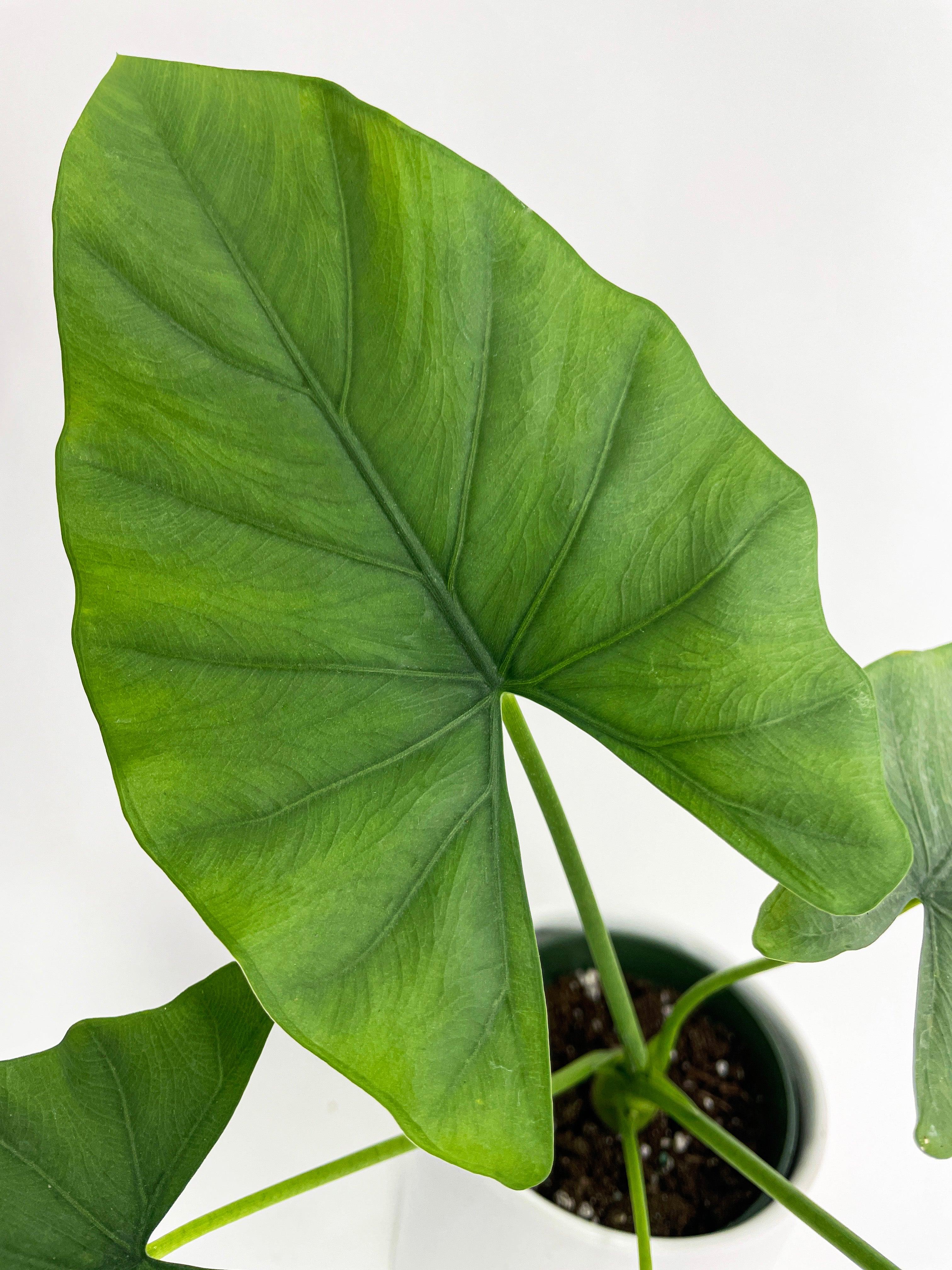 Alocasia Puber 'Green Goddess'