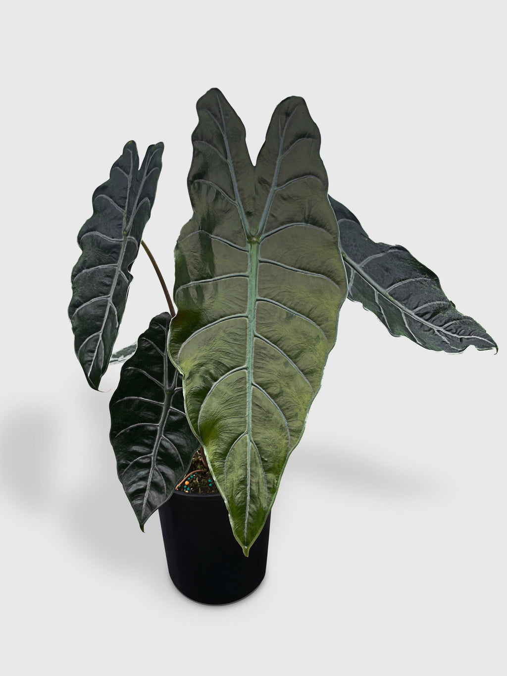 Alocasia X Chantrieri Hybrid