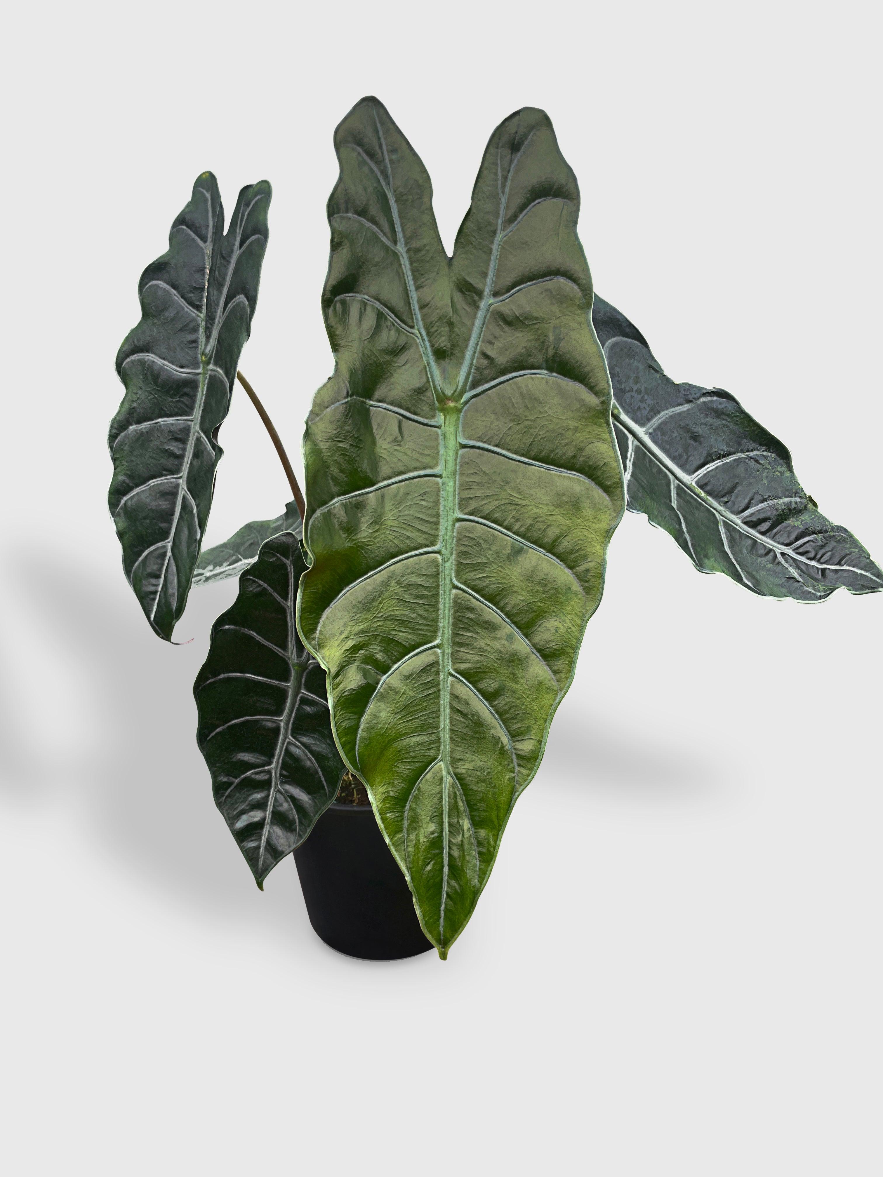 Alocasia X Chantrieri Hybrid