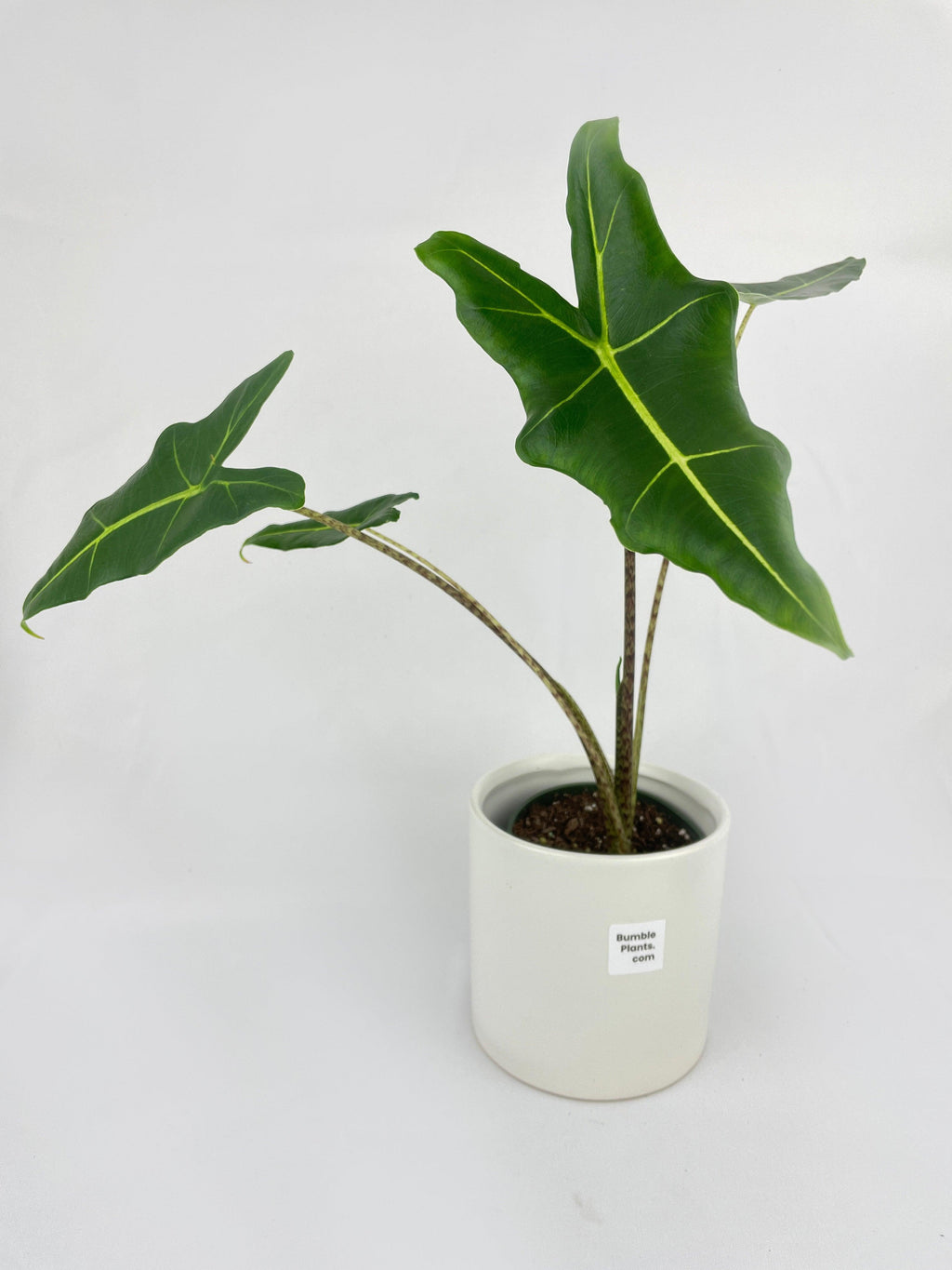 Alocasia Zebrina Hybrid "Sarian"