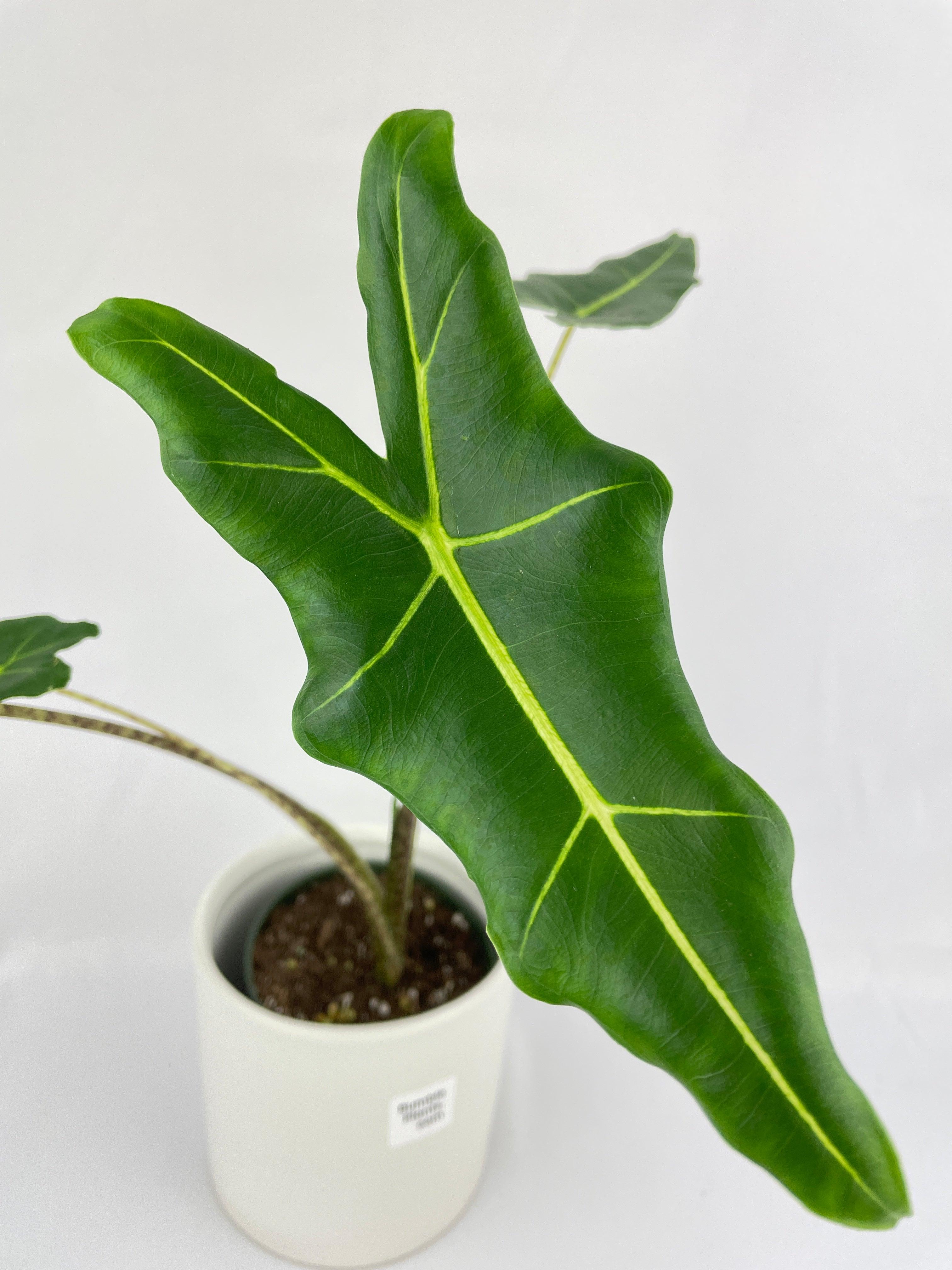 Alocasia Zebrina Hybrid "Sarian"