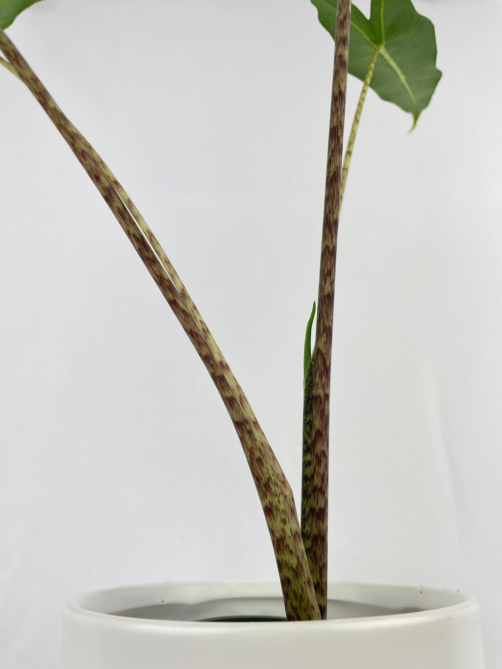 Alocasia Zebrina Hybrid "Sarian"
