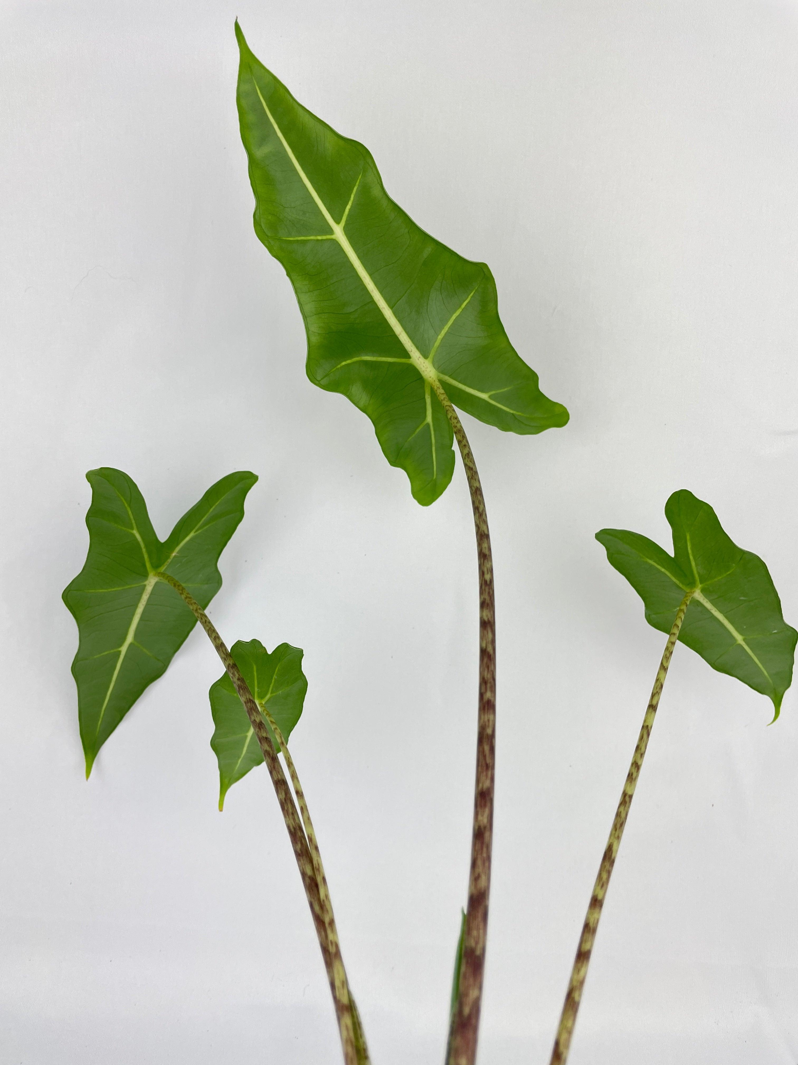 Alocasia Zebrina Hybrid "Sarian"