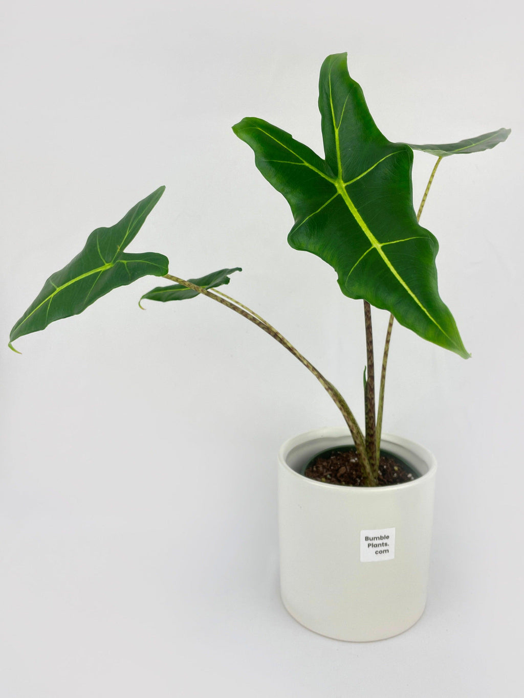Alocasia Zebrina Hybrid "Sarian"