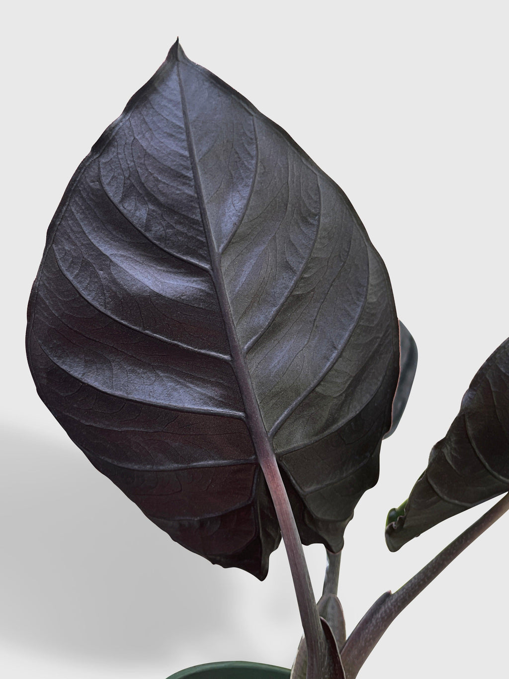 Alocasia Infernalis Kapit 'Black Panther'