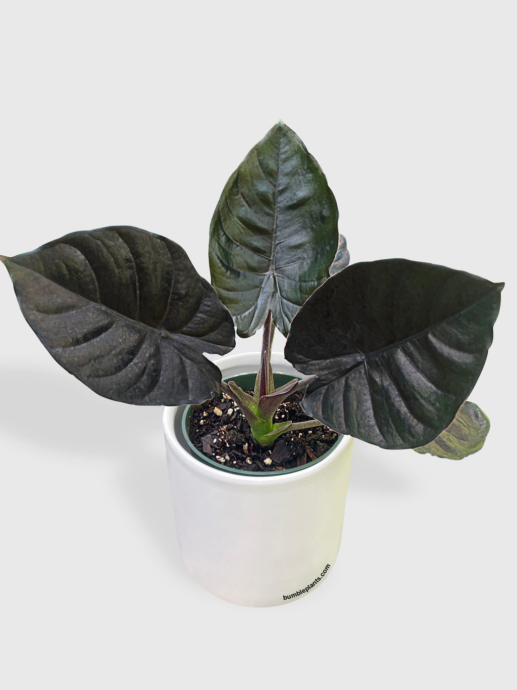 Alocasia Infernalis Kapit 'Black Panther'
