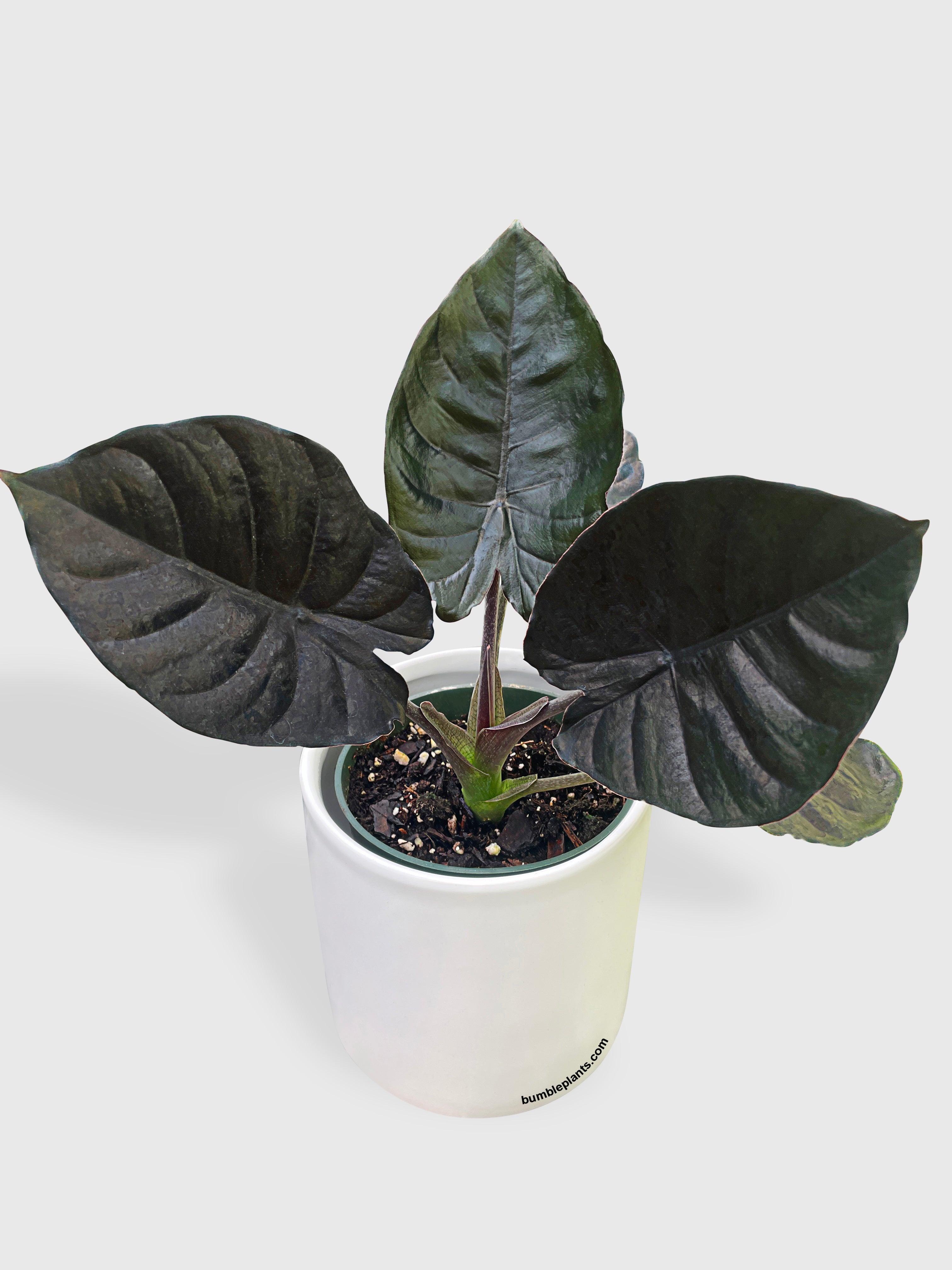 Alocasia Infernalis Kapit 'Black Panther'