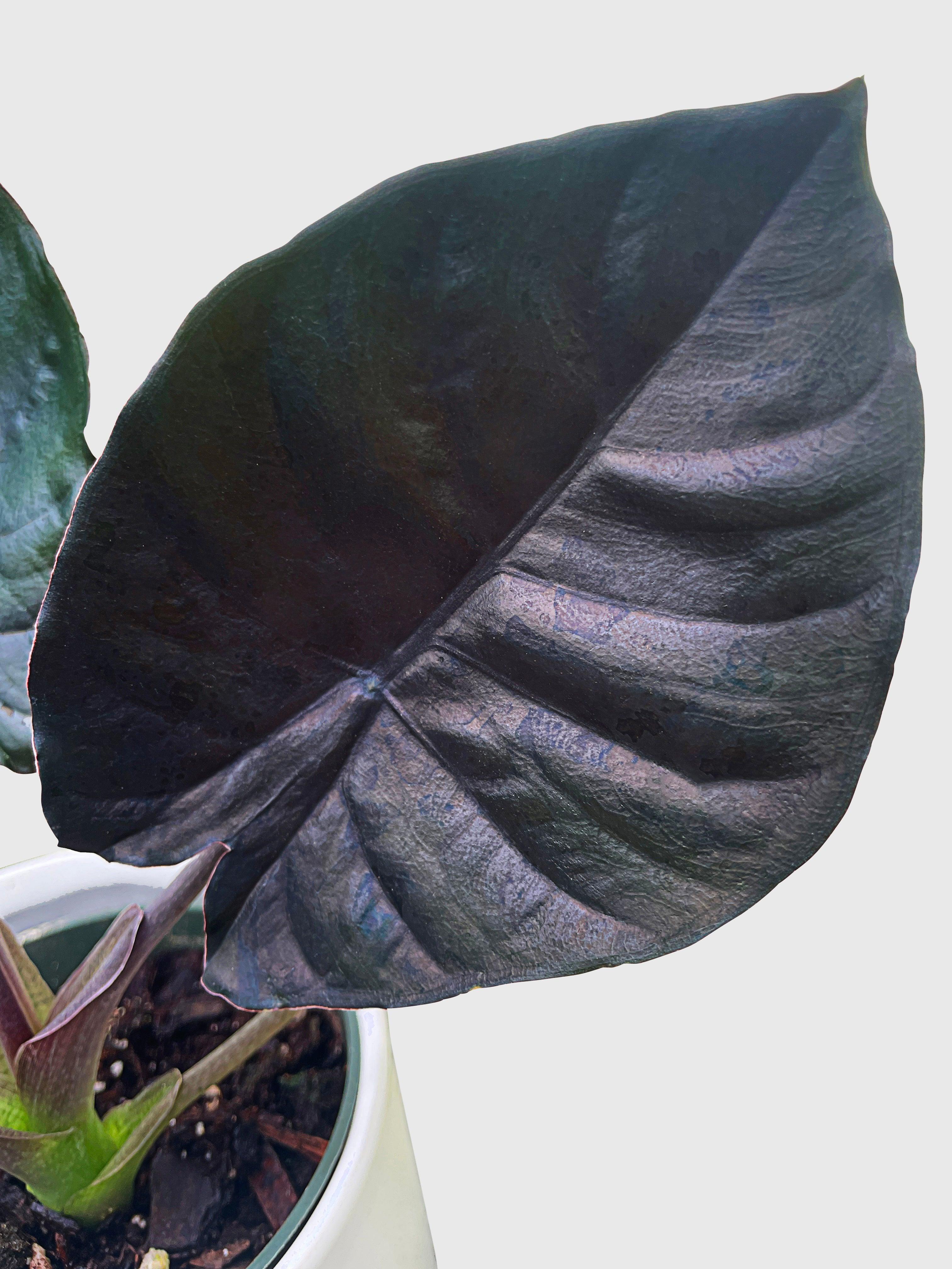 Alocasia Infernalis Kapit 'Black Panther'