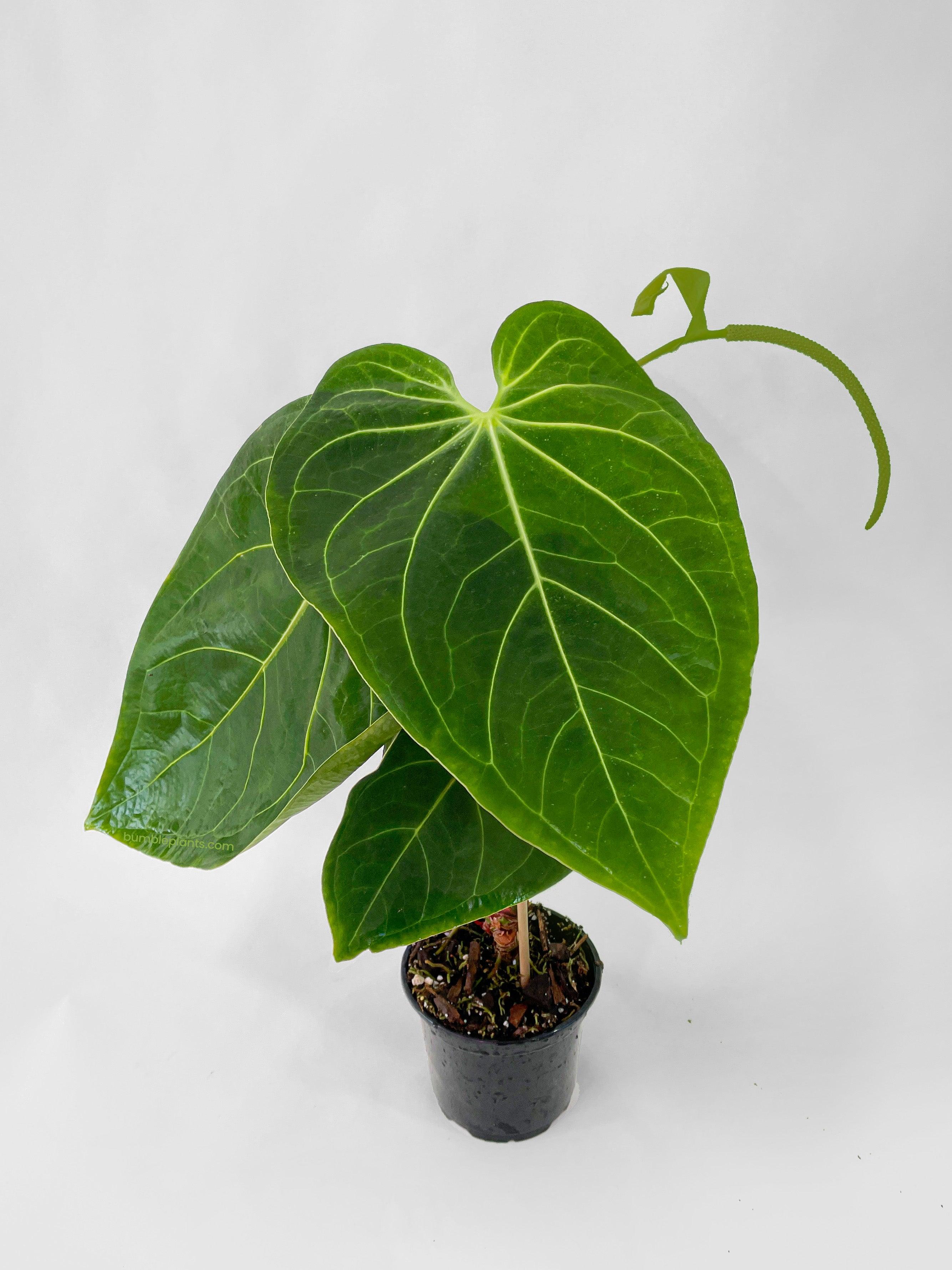 Anthurium Magnificum