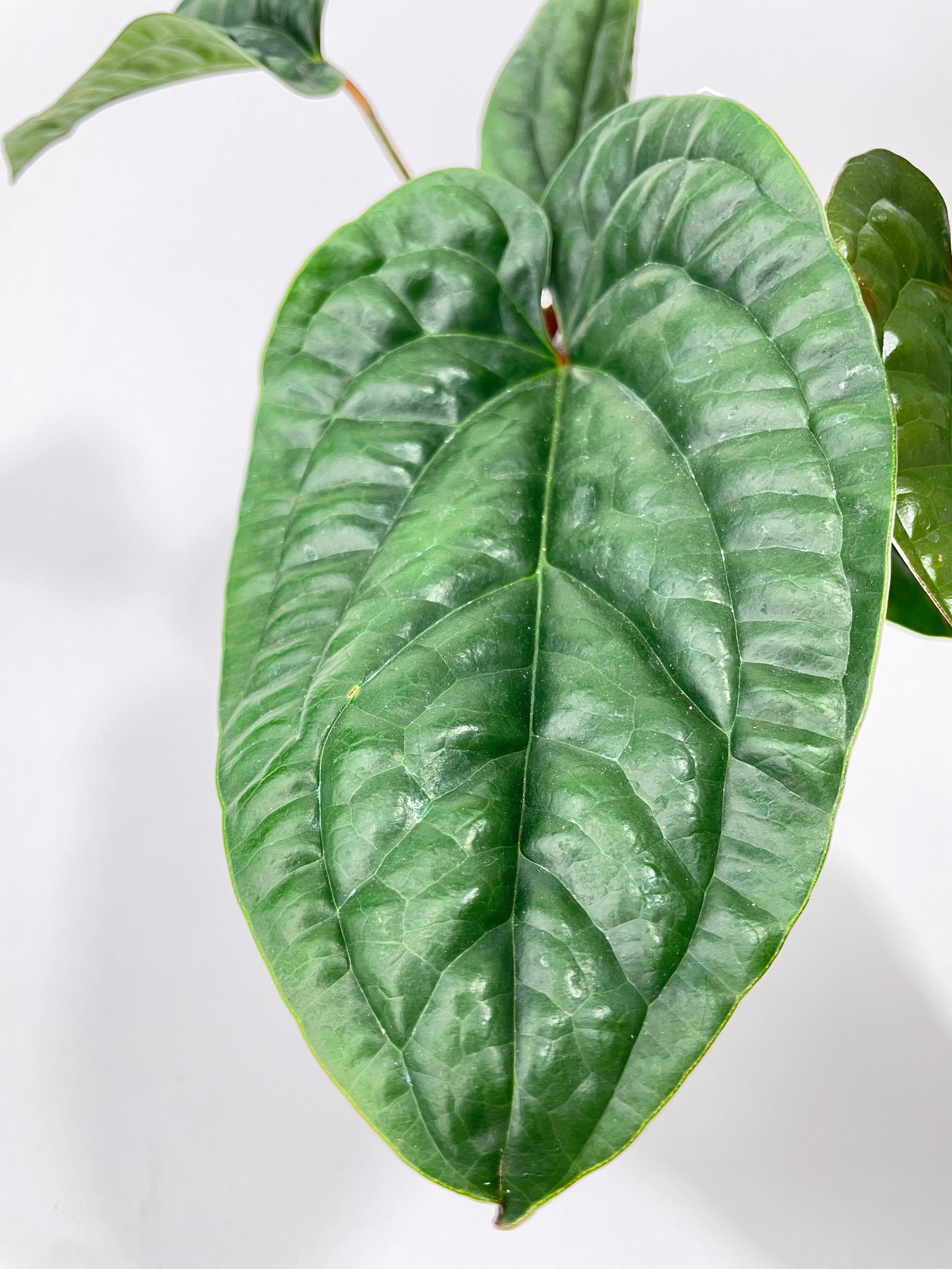 Anthurium Radicans