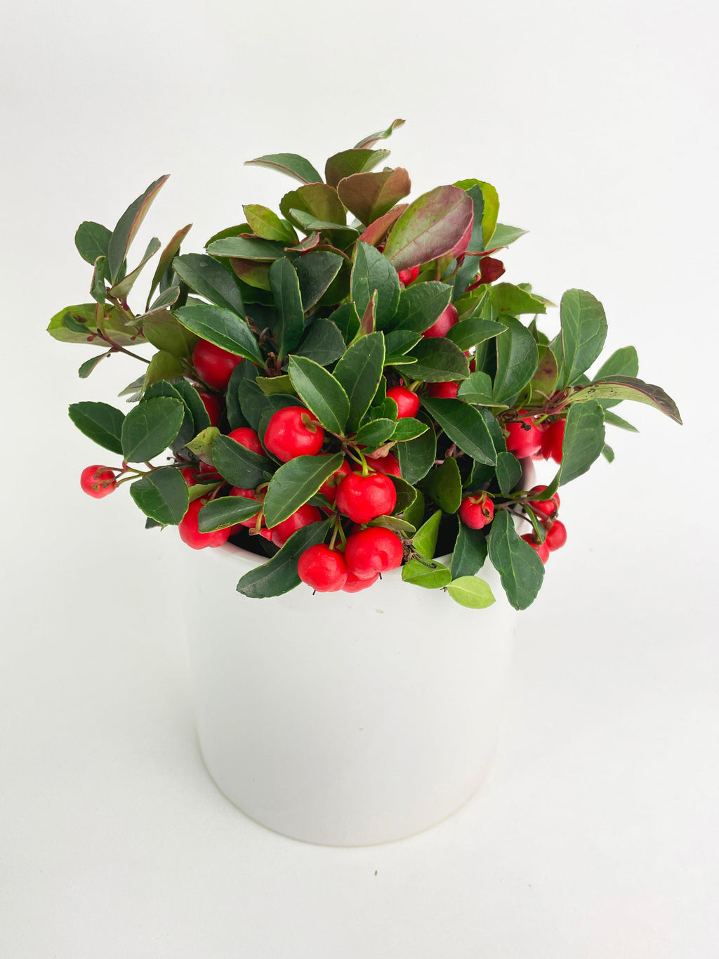 Ardisia Crenata Christmas Berry Plant