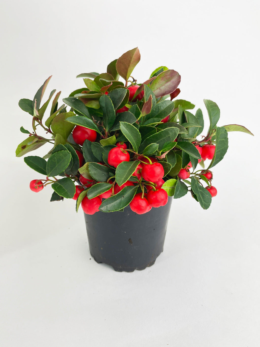 Ardisia Crenata Christmas Berry Plant