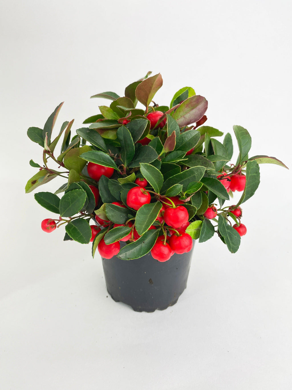 Ardisia Crenata Christmas Berry Plant