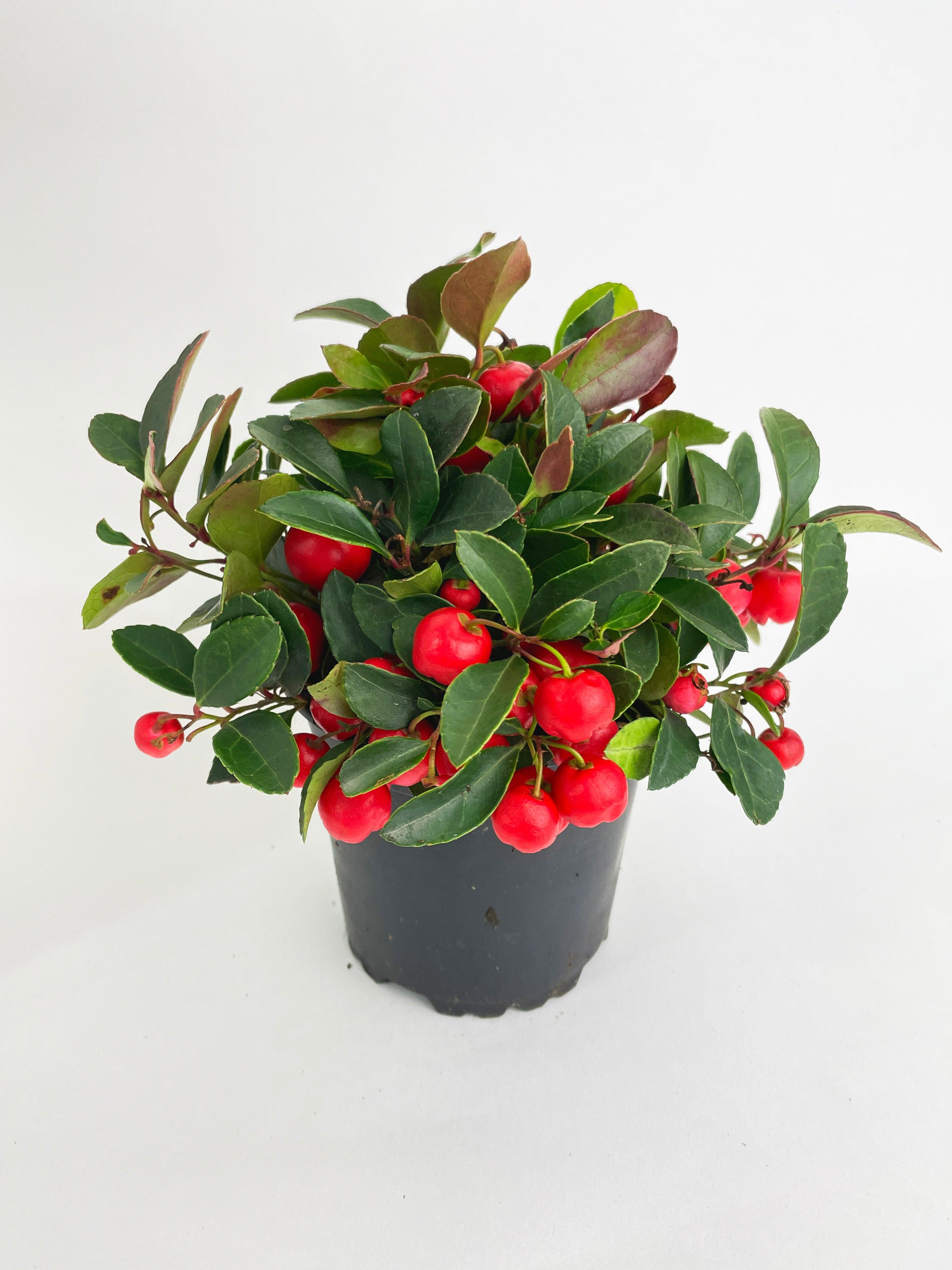 Ardisia Crenata Christmas Berry Plant