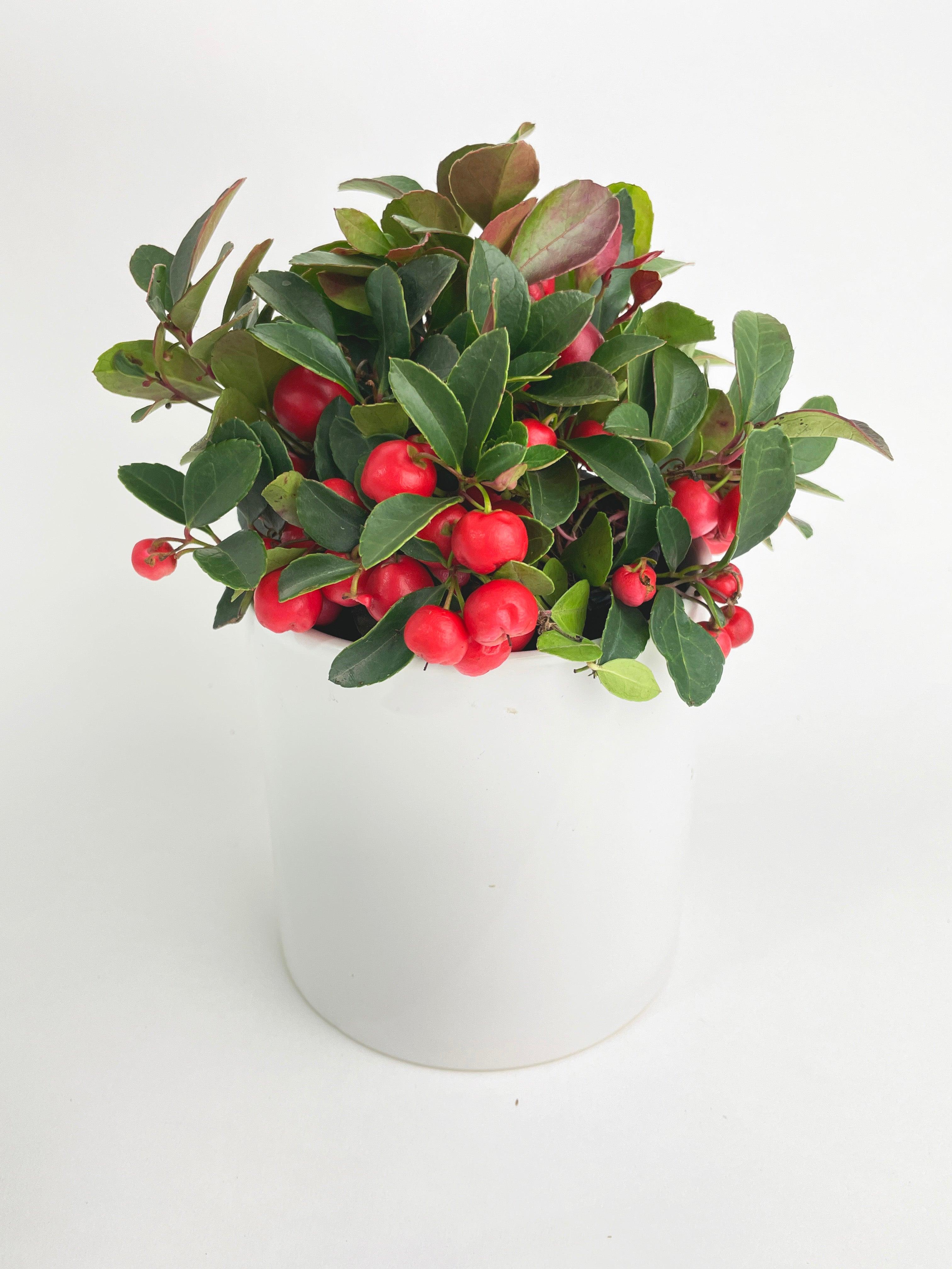 Ardisia Crenata Christmas Berry Plant
