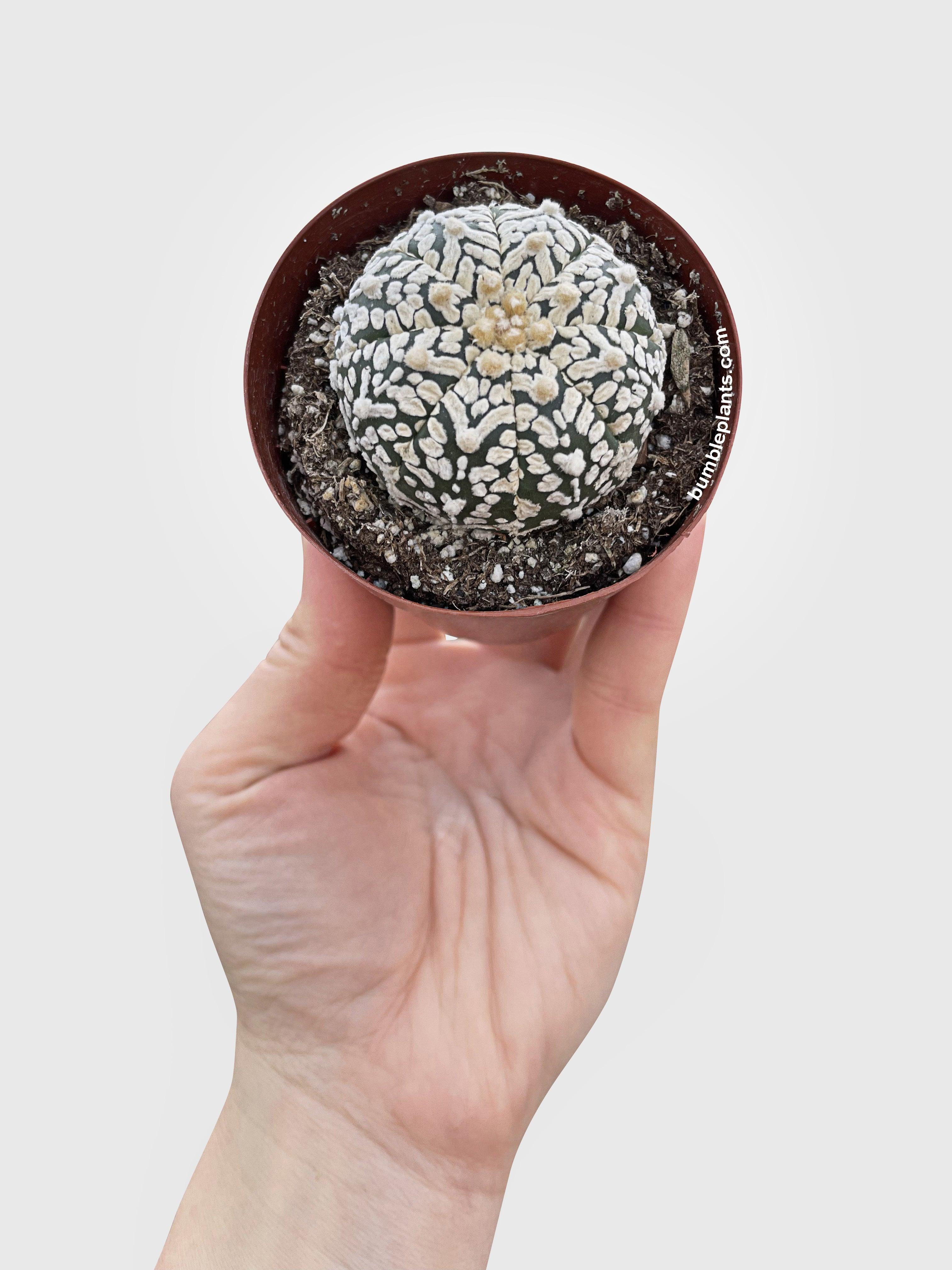 Astrophytum Asterias Sand Dollar Cactus