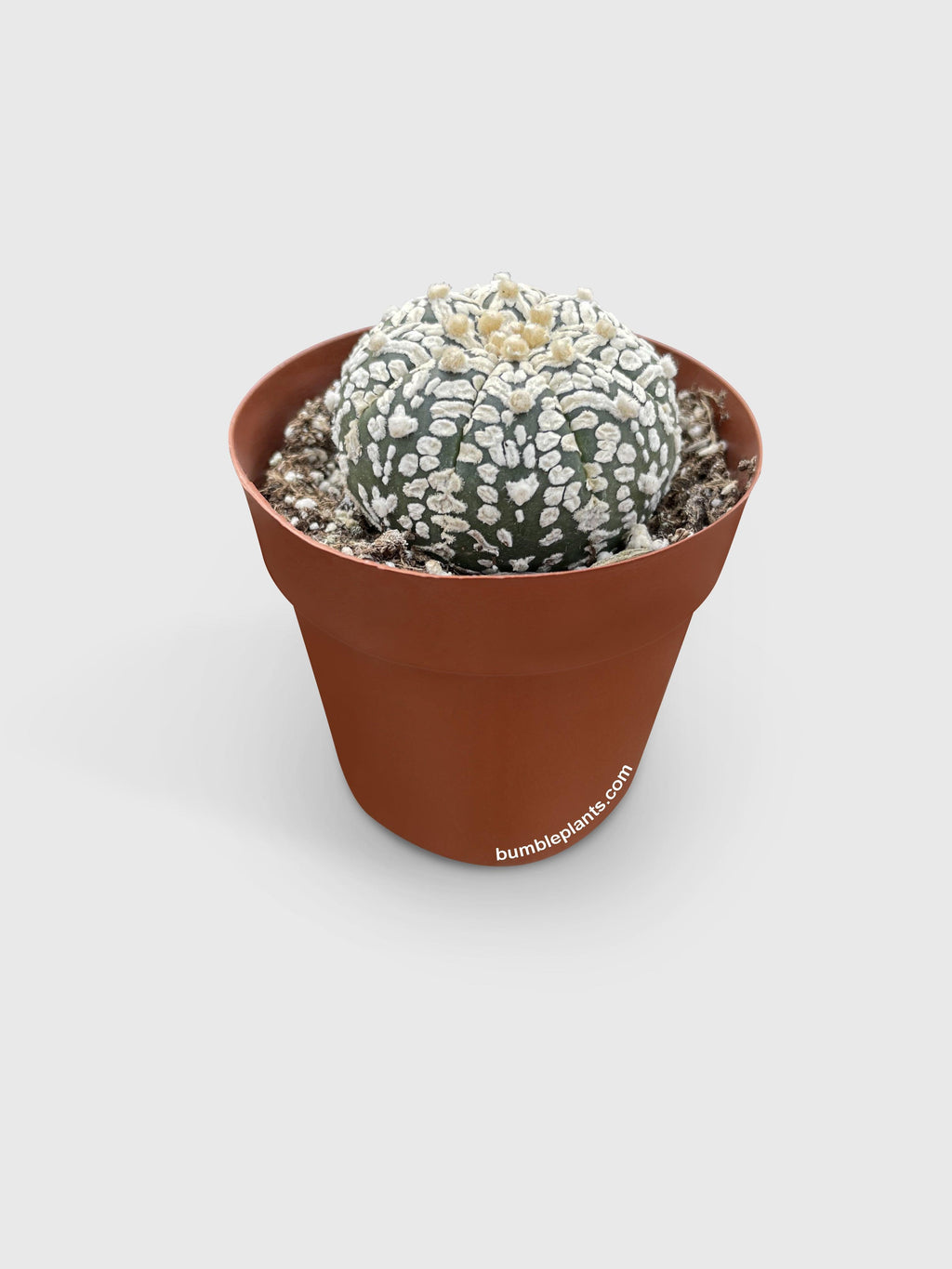 Astrophytum Asterias Sand Dollar Cactus