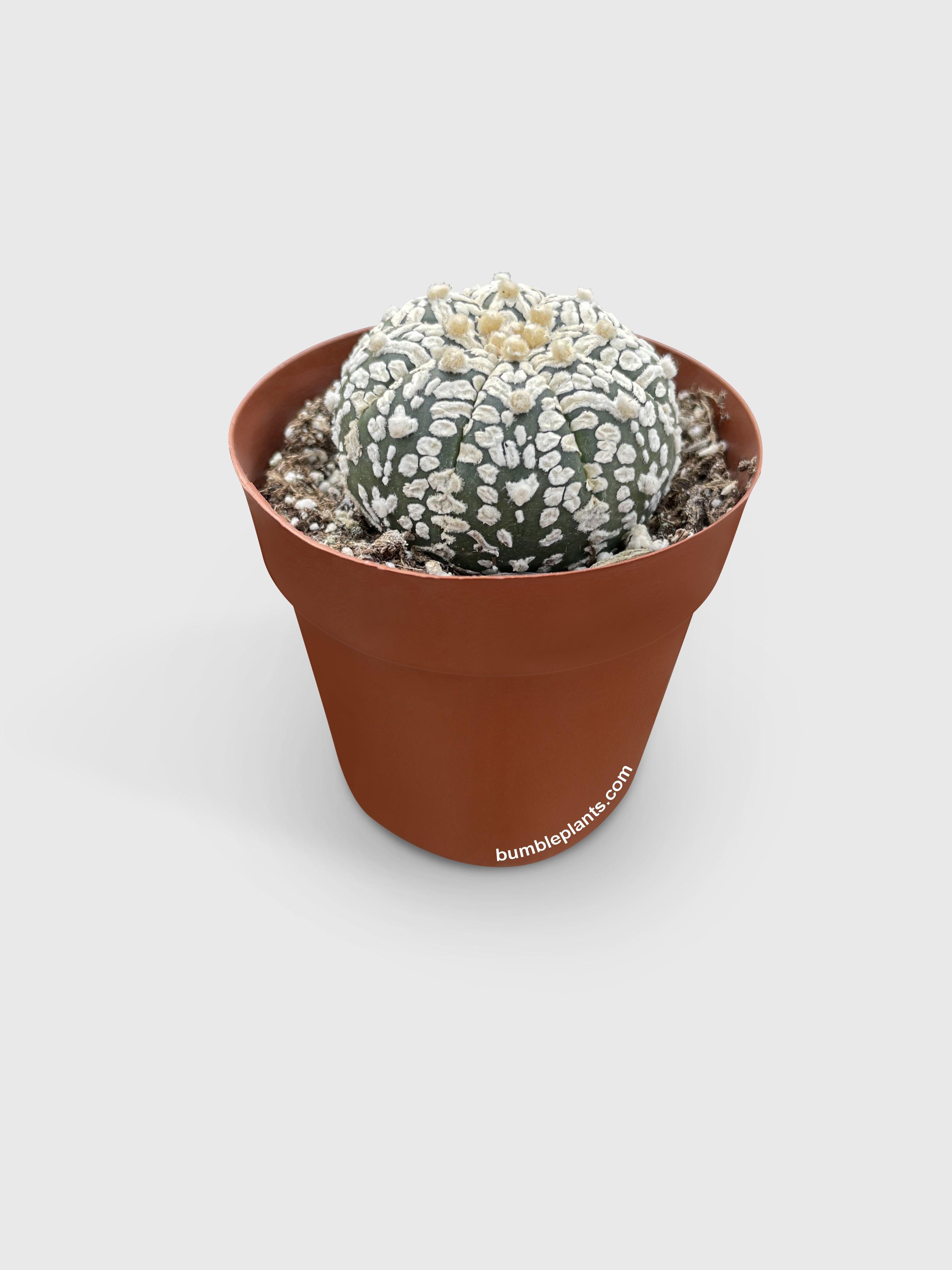 Astrophytum Asterias Sand Dollar Cactus