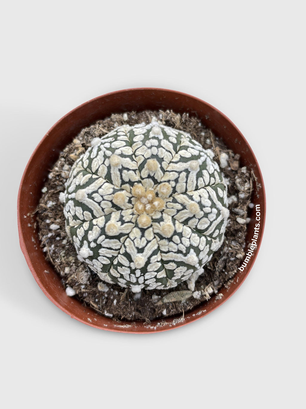 Astrophytum Asterias Sand Dollar Cactus