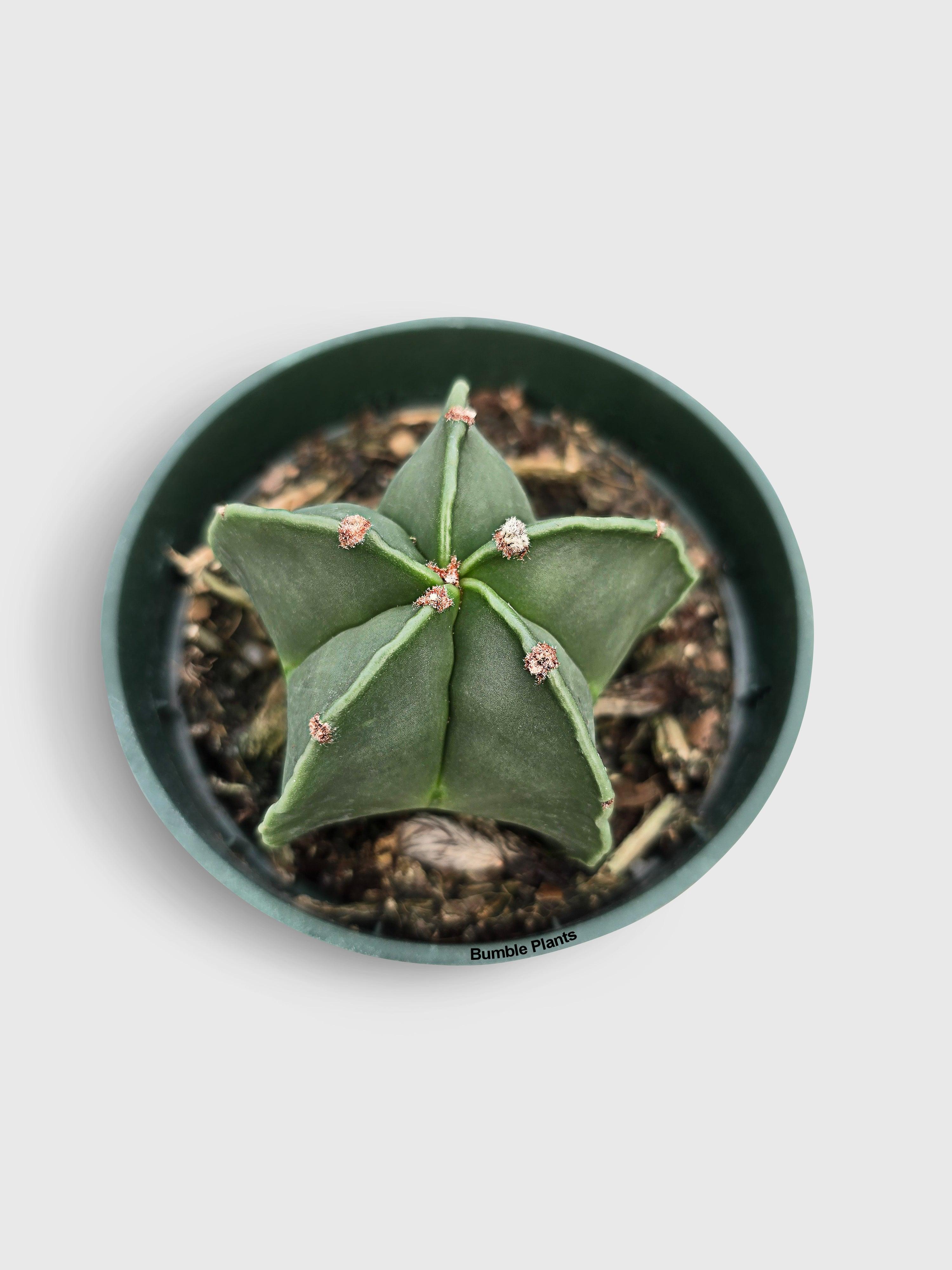 Bishop Star Cap Cactus 'Astrophytum Myriostigma'