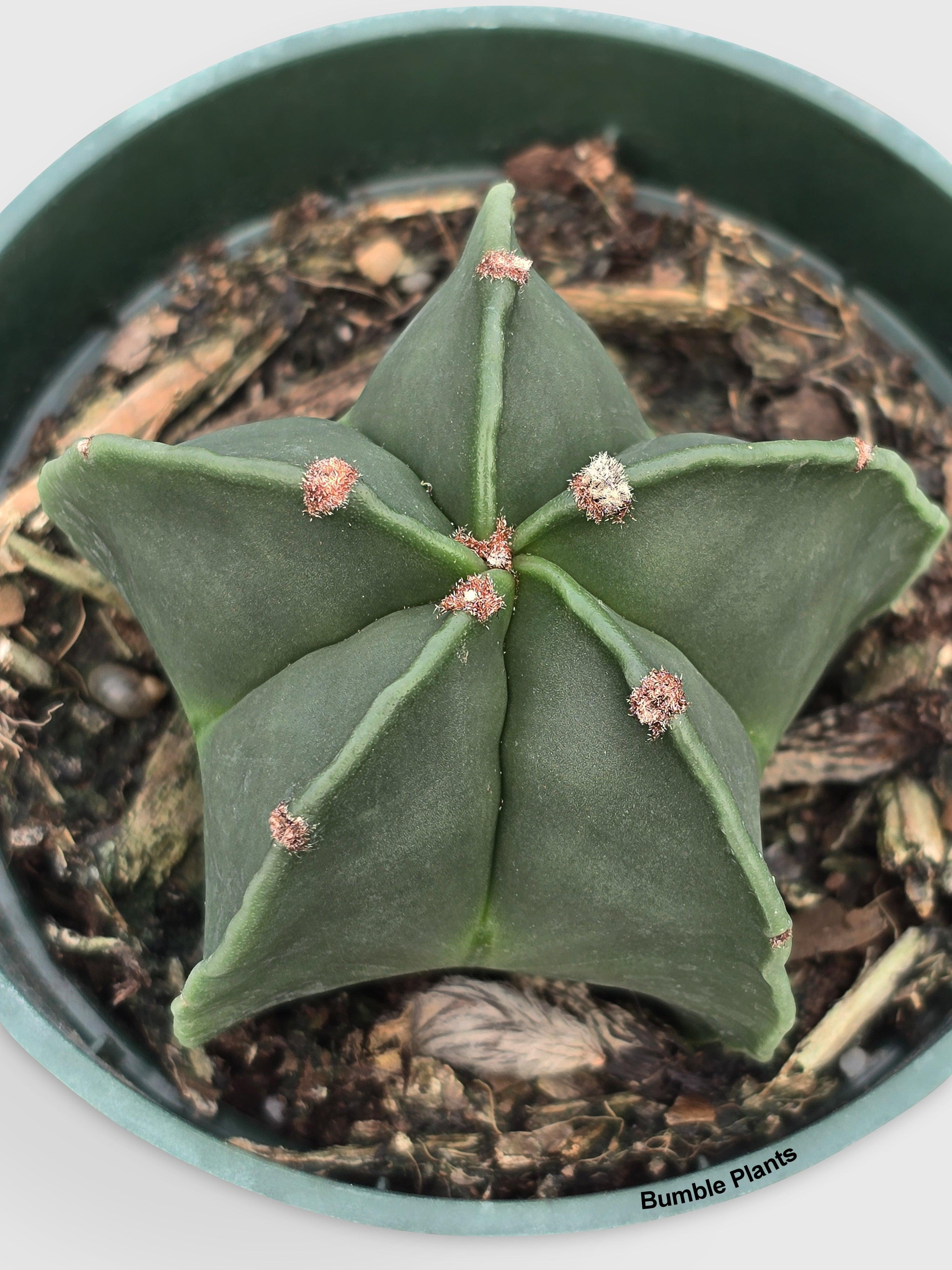 Bishop Star Cap Cactus 'Astrophytum Myriostigma'