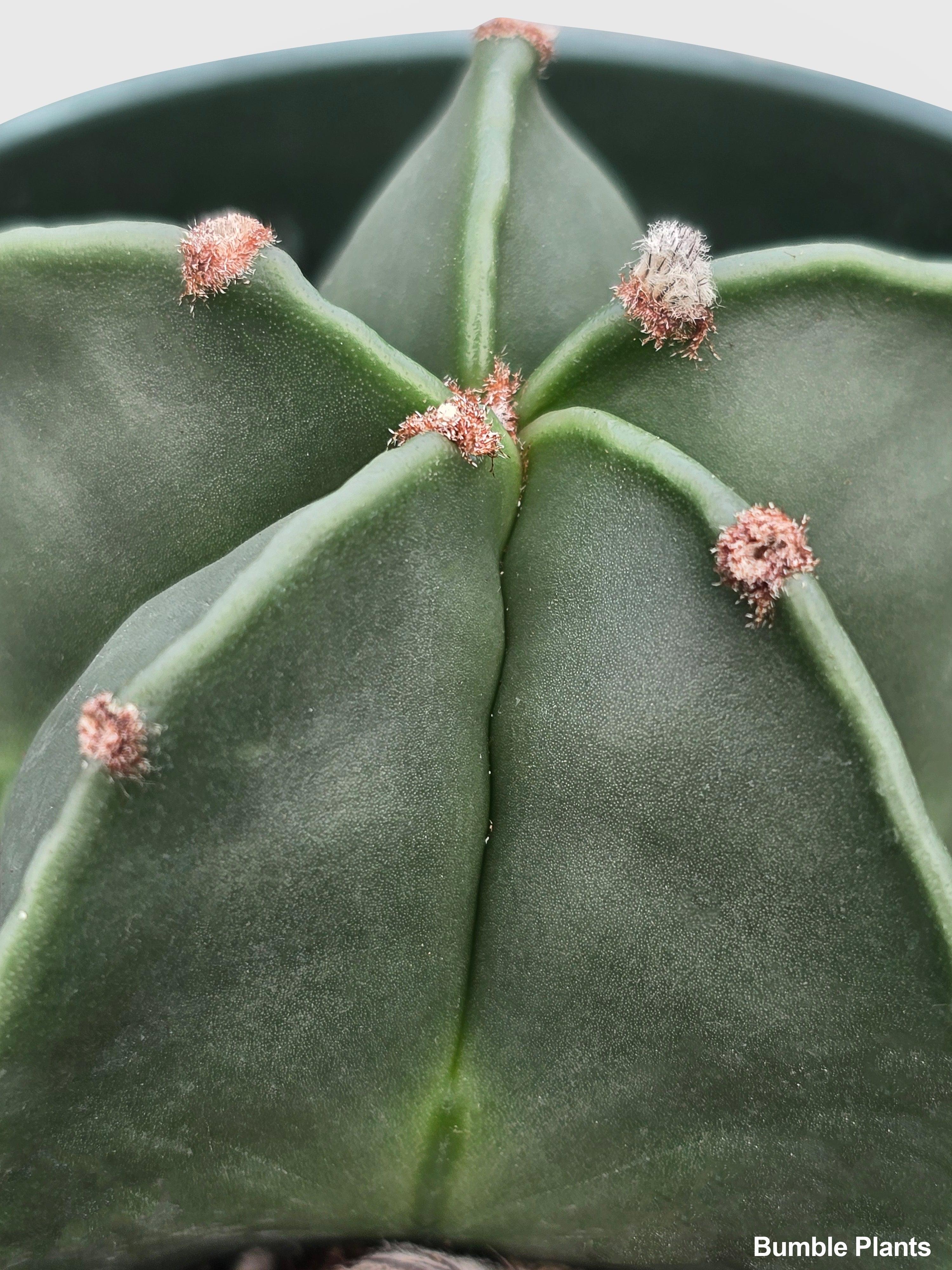 Bishop Star Cap Cactus 'Astrophytum Myriostigma'