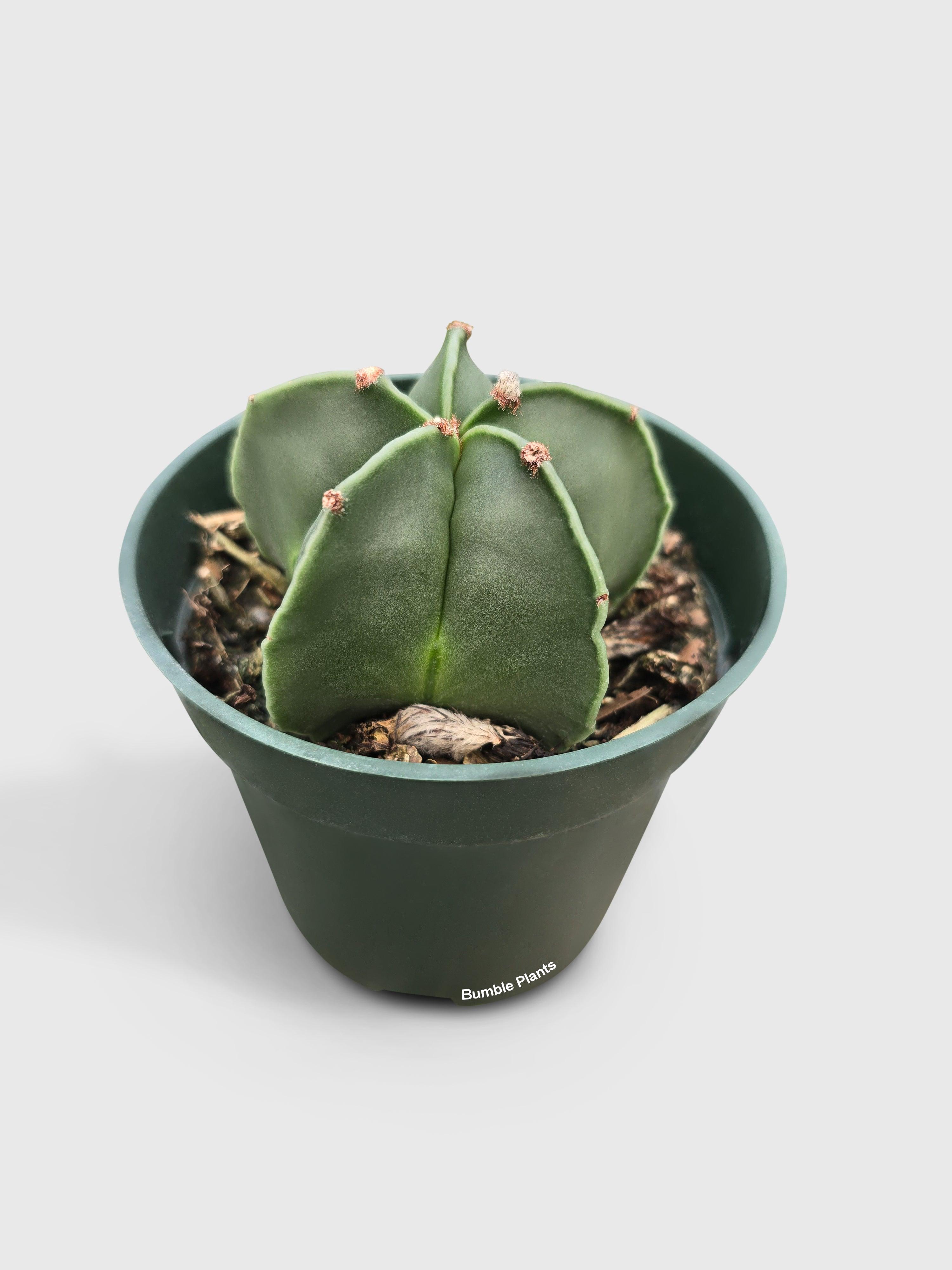 Bishop Star Cap Cactus 'Astrophytum Myriostigma'