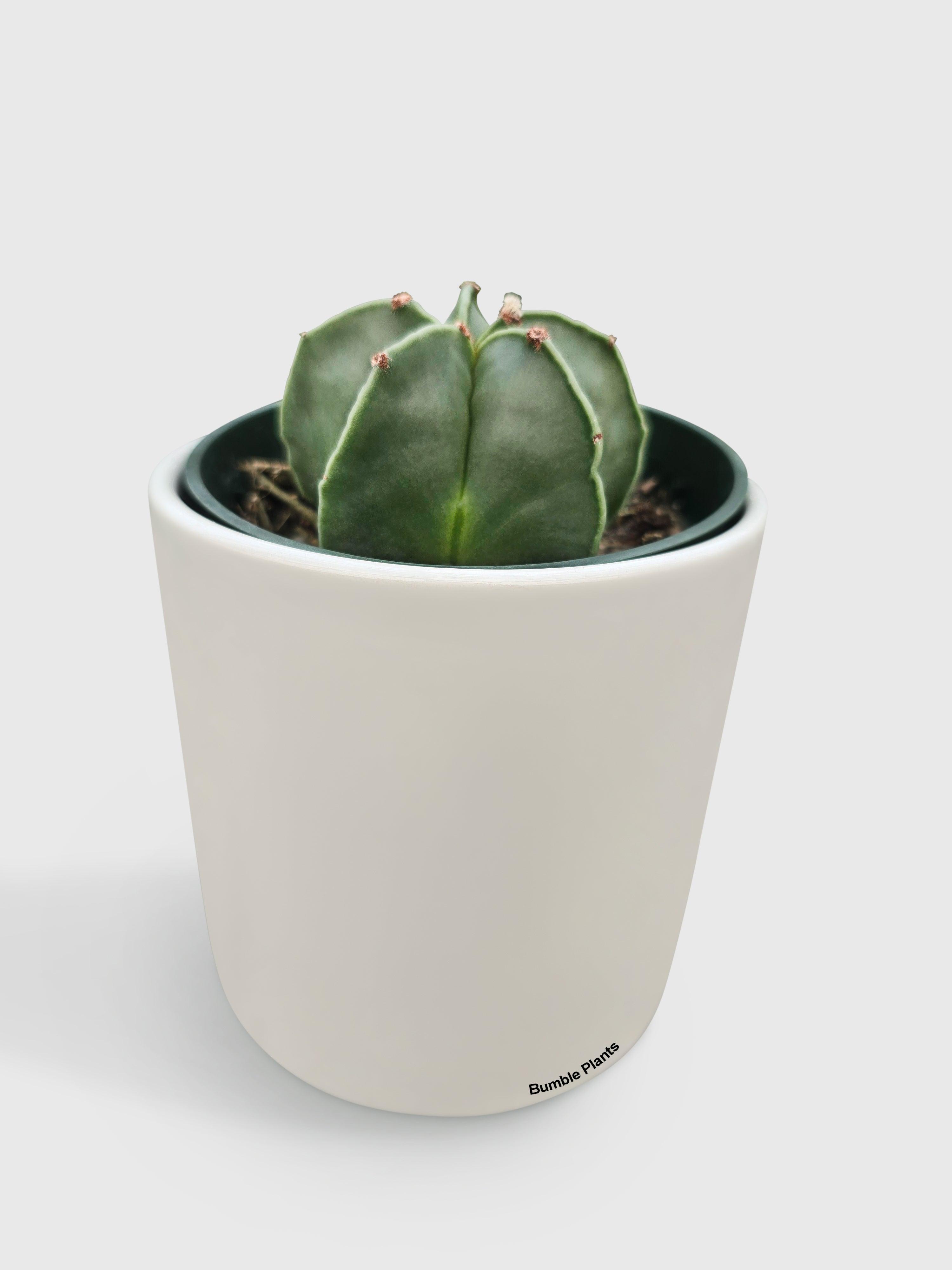 Bishop Star Cap Cactus 'Astrophytum Myriostigma'