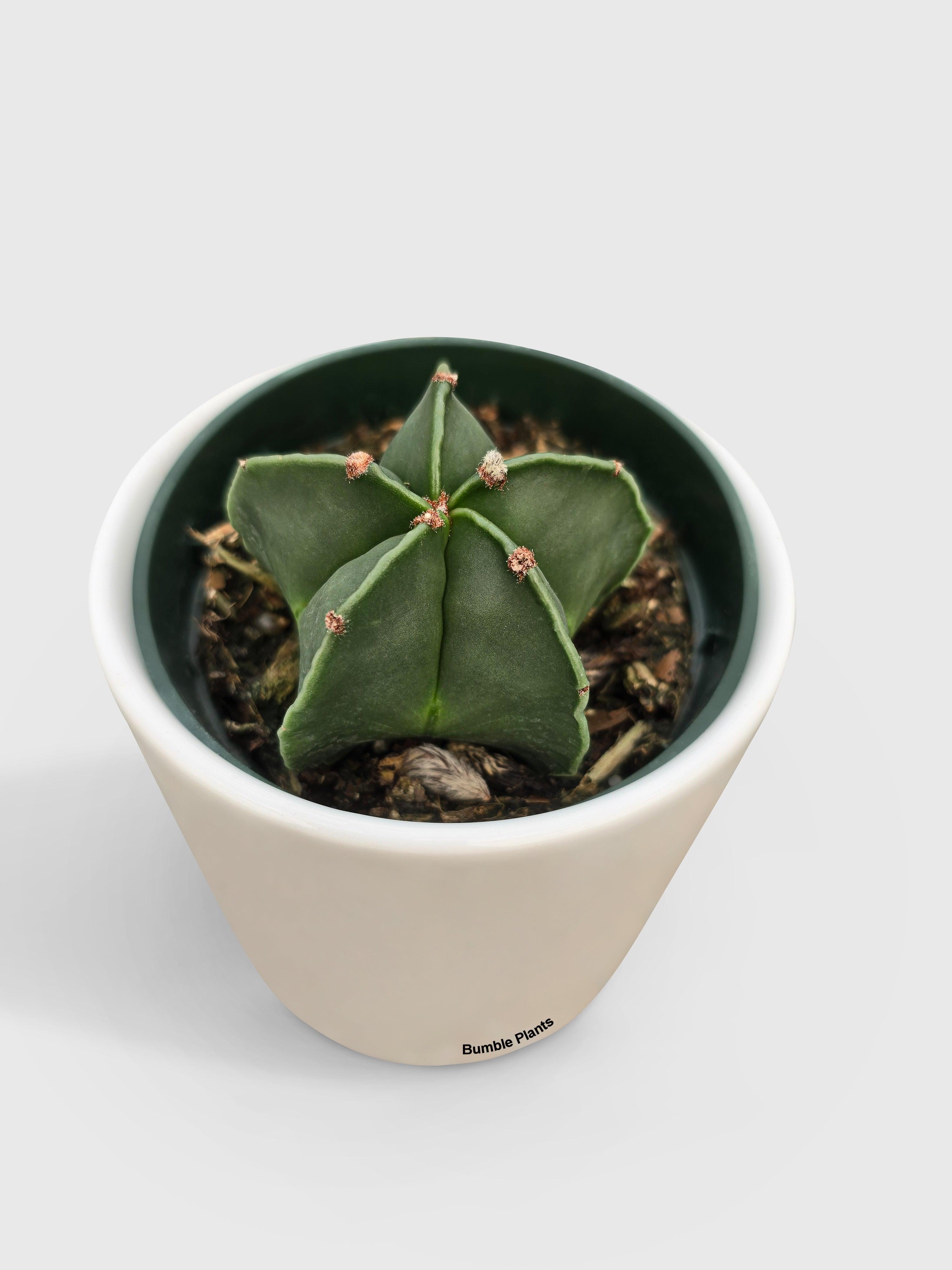 Bishop Star Cap Cactus 'Astrophytum Myriostigma'