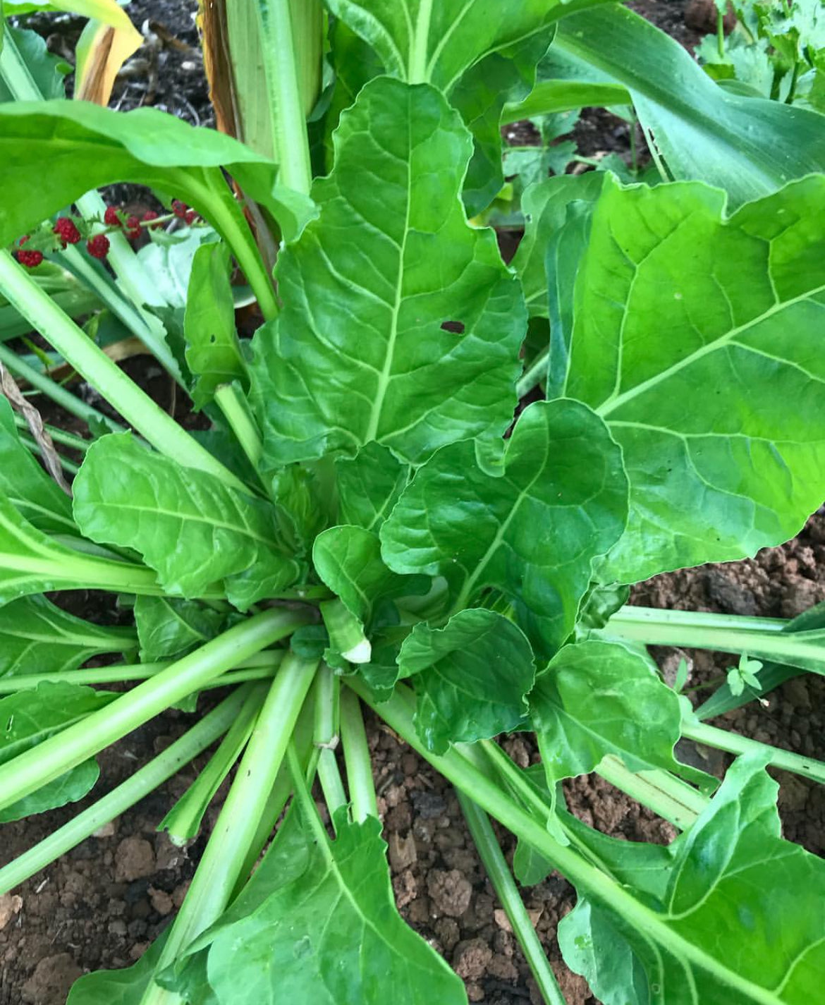 Perpetual Spinach Chard Hierloom Seeds