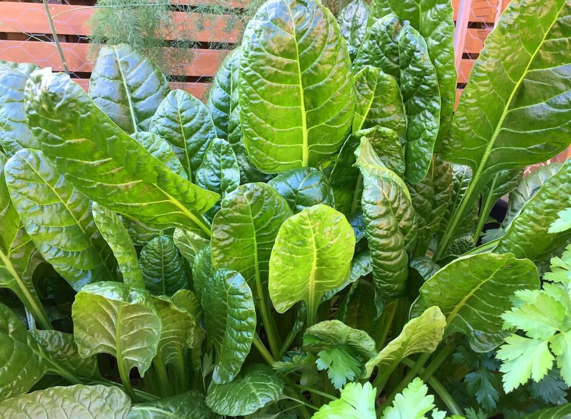 Perpetual Spinach Chard Hierloom Seeds