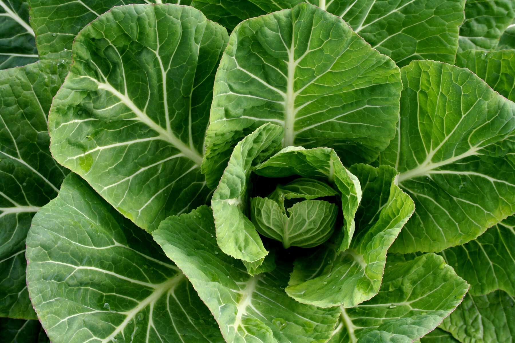 Heirloom Organic Yellow Cabbage Collard Seeds – Shortcake Farms