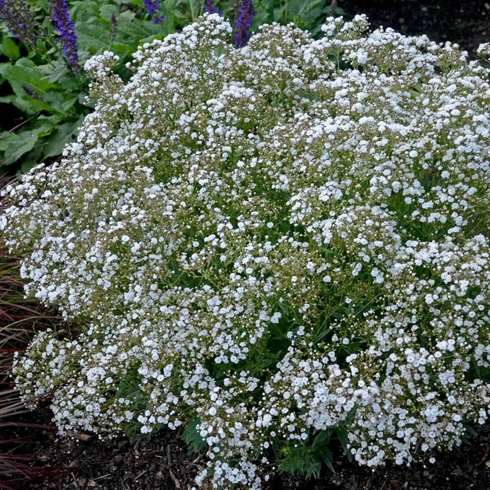 Baby's breath flowers