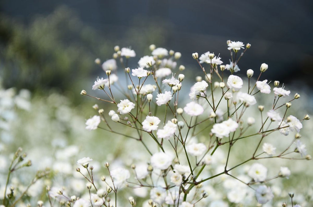Baby's breath flowers