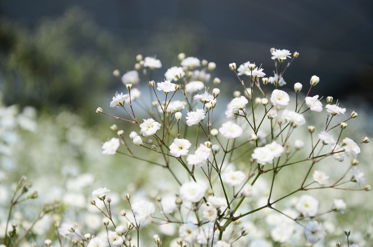 Baby's breath flowers