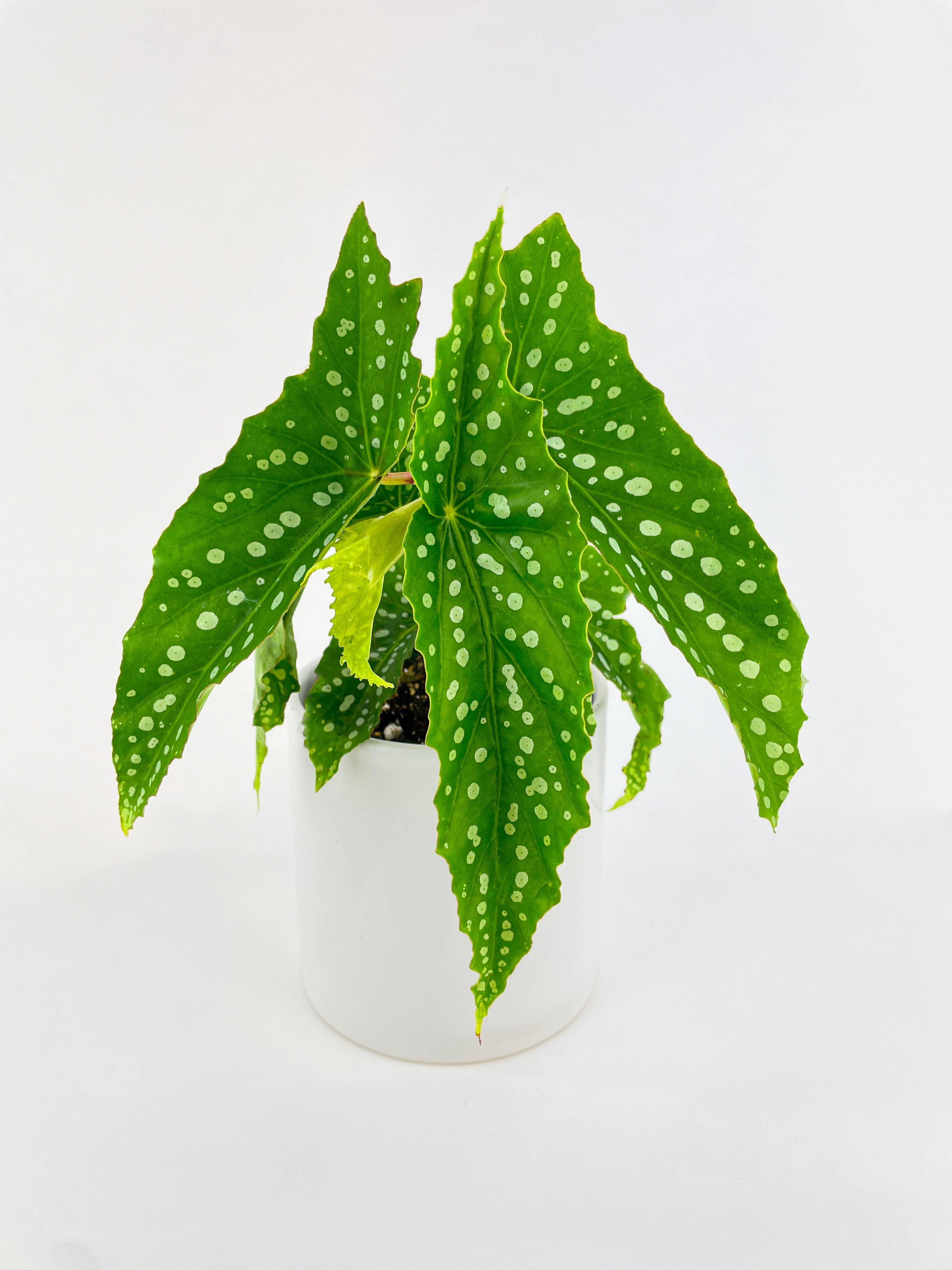 Begonia Polka Dot Angel Wings