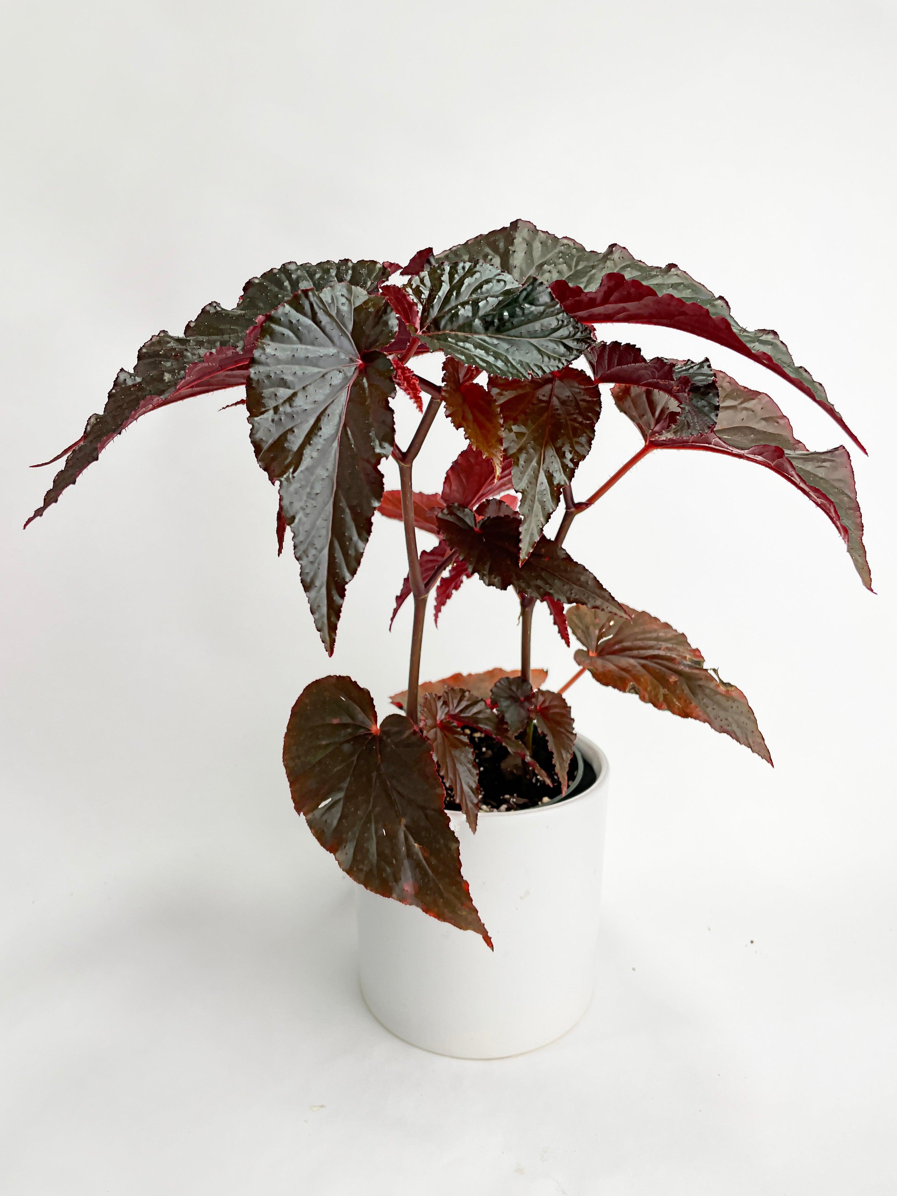 Begonia Rex Black Magic