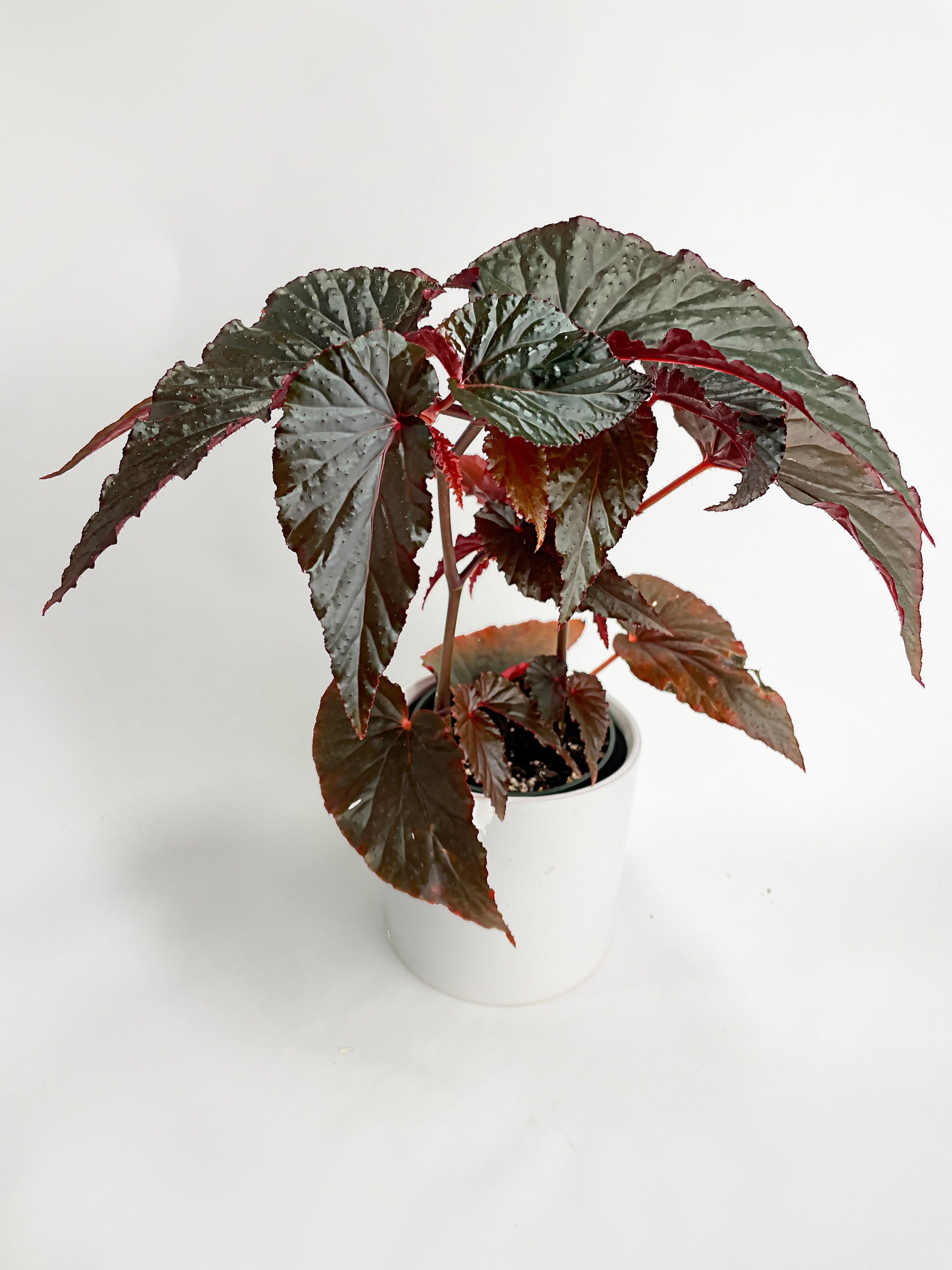 Begonia Rex Black Magic
