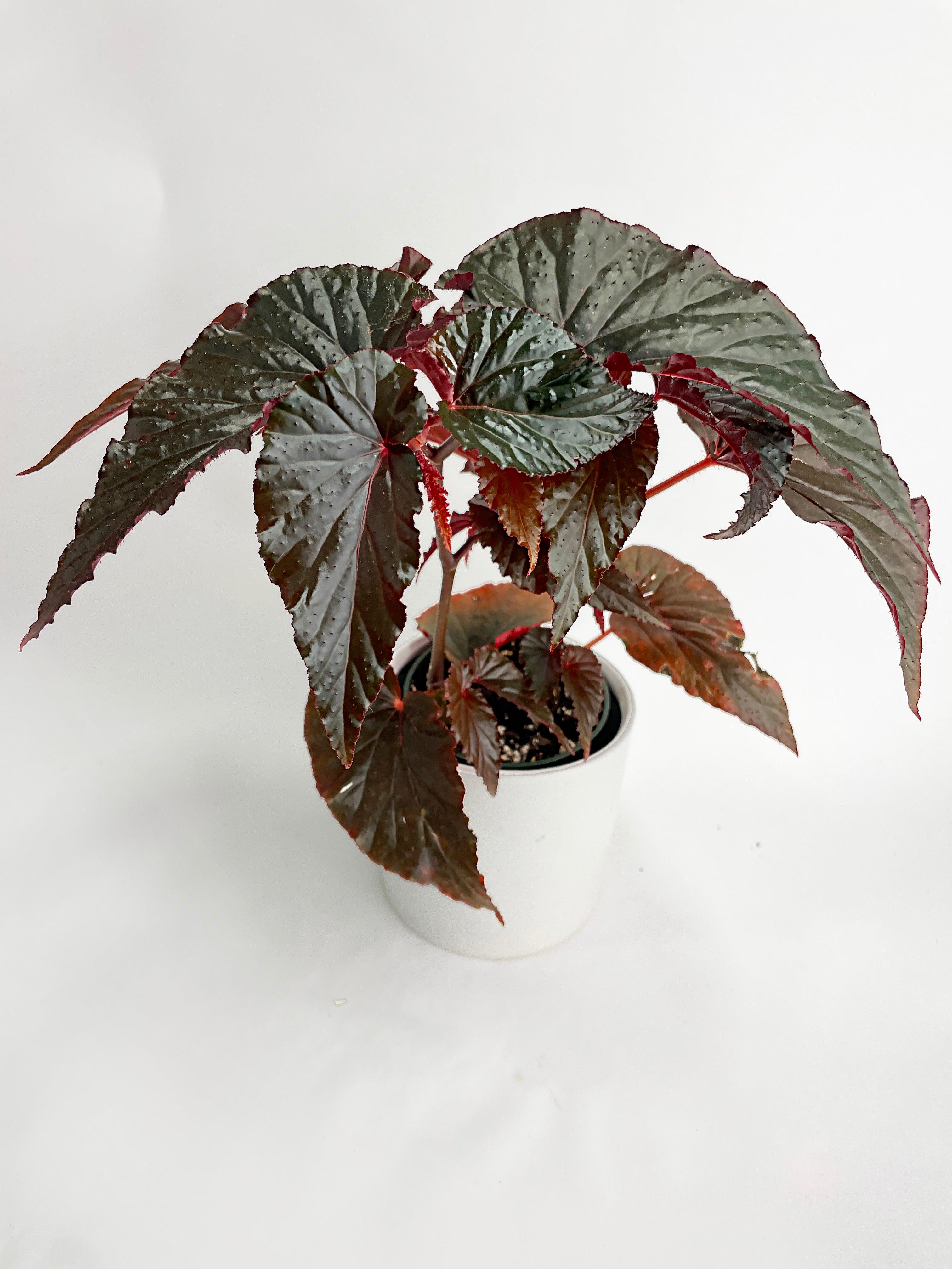 Begonia Rex Black Magic