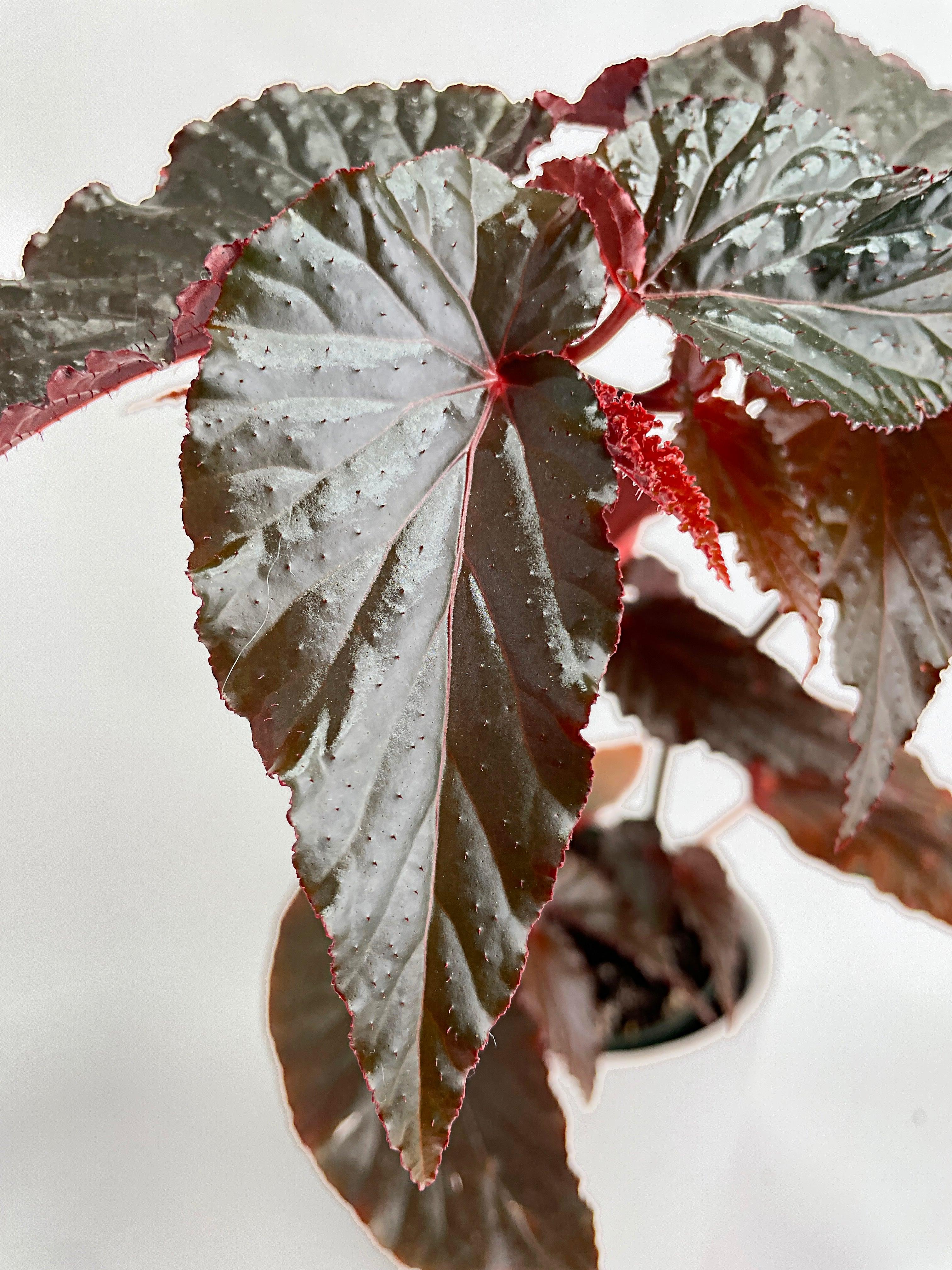 Begonia Rex Black Magic