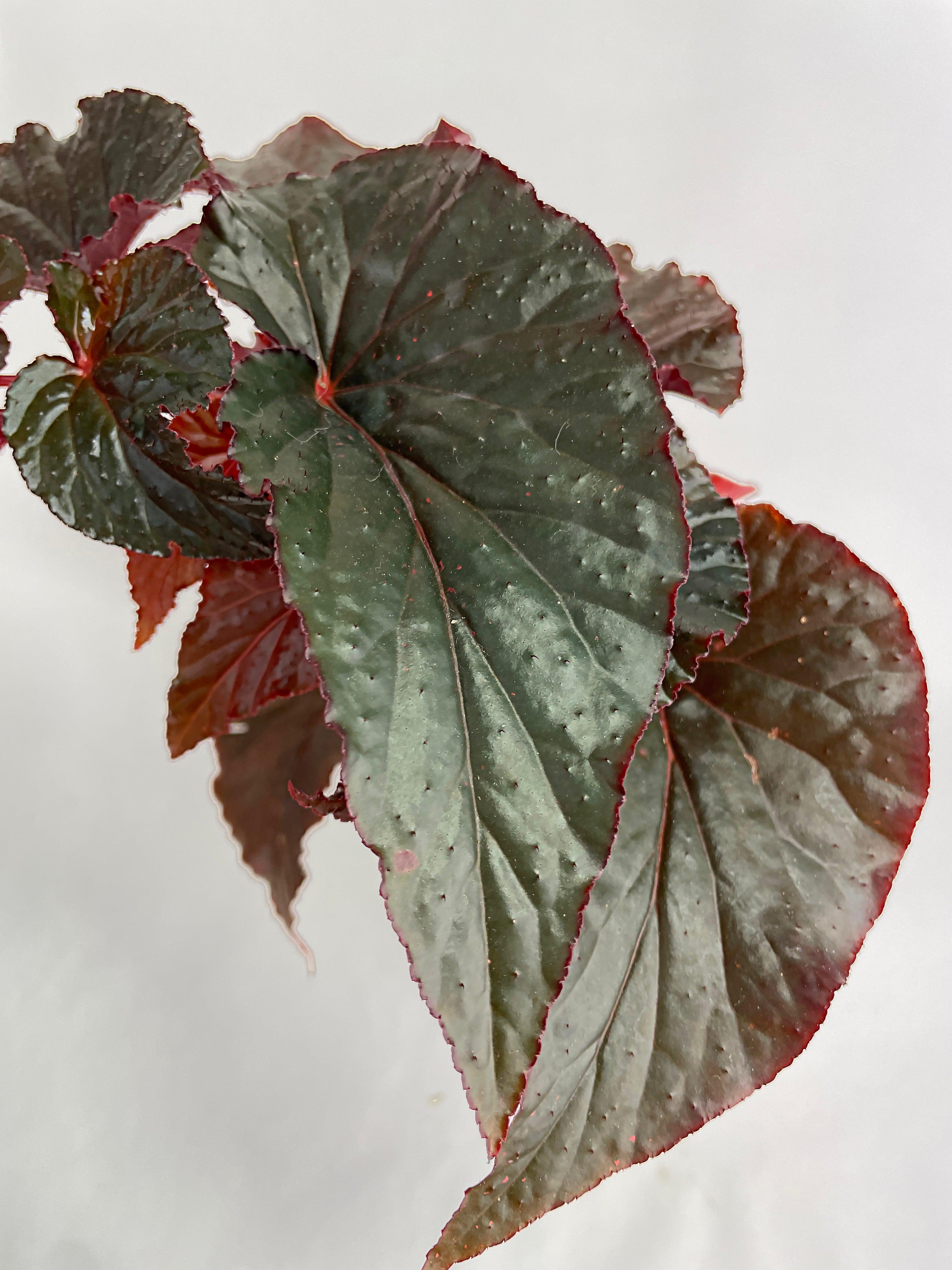 Begonia Rex Black Magic