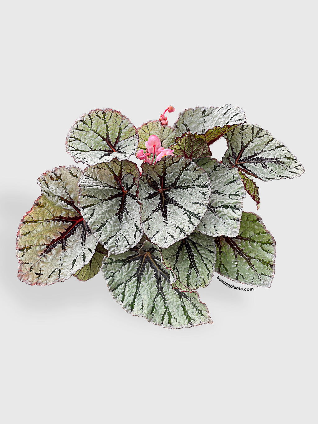 Begonia Fedor