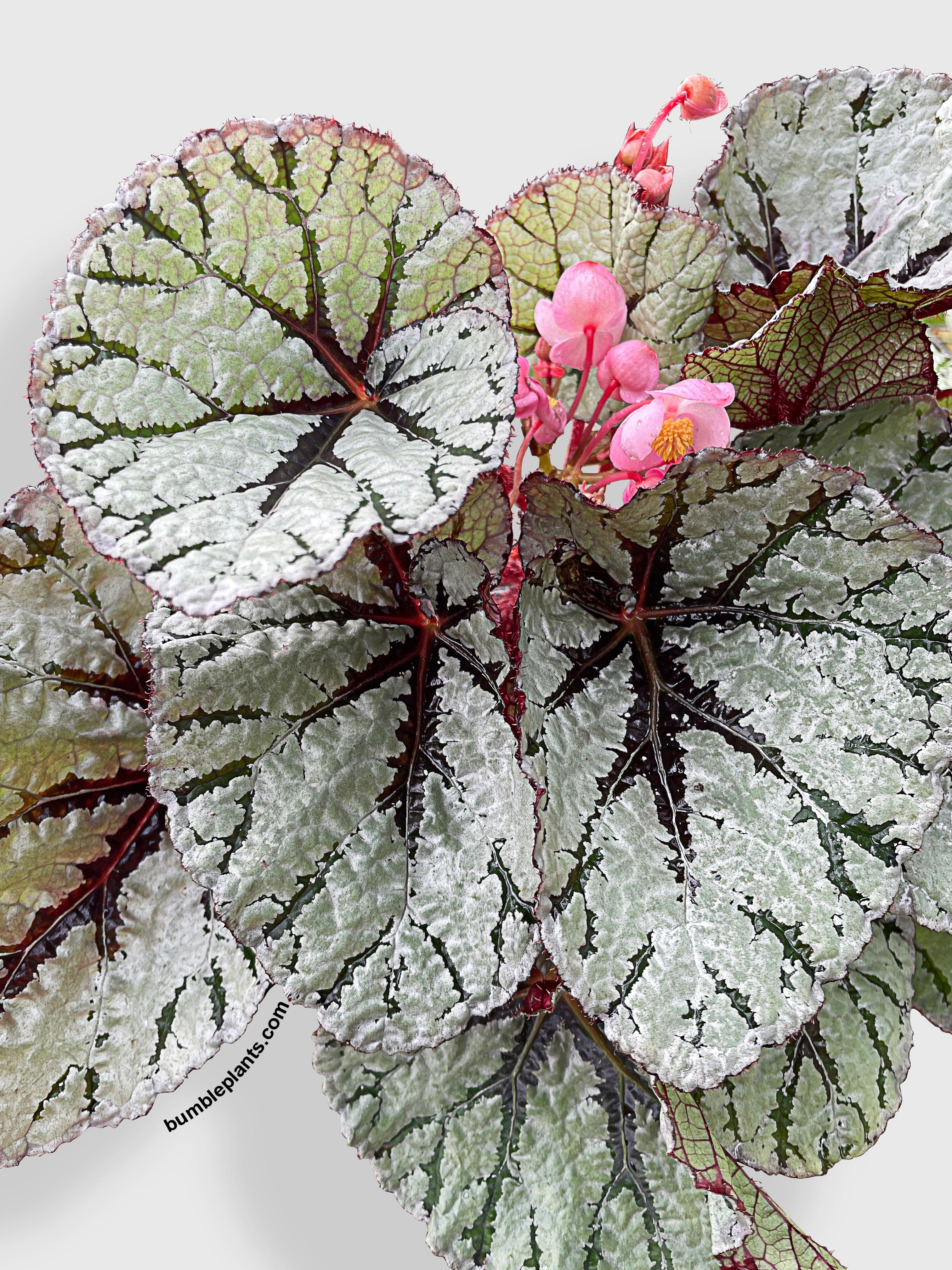 Begonia Fedor