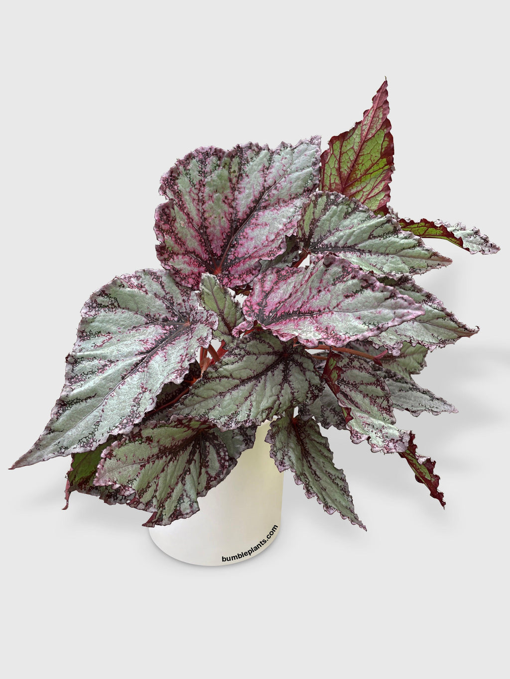 Begonia Flamenco