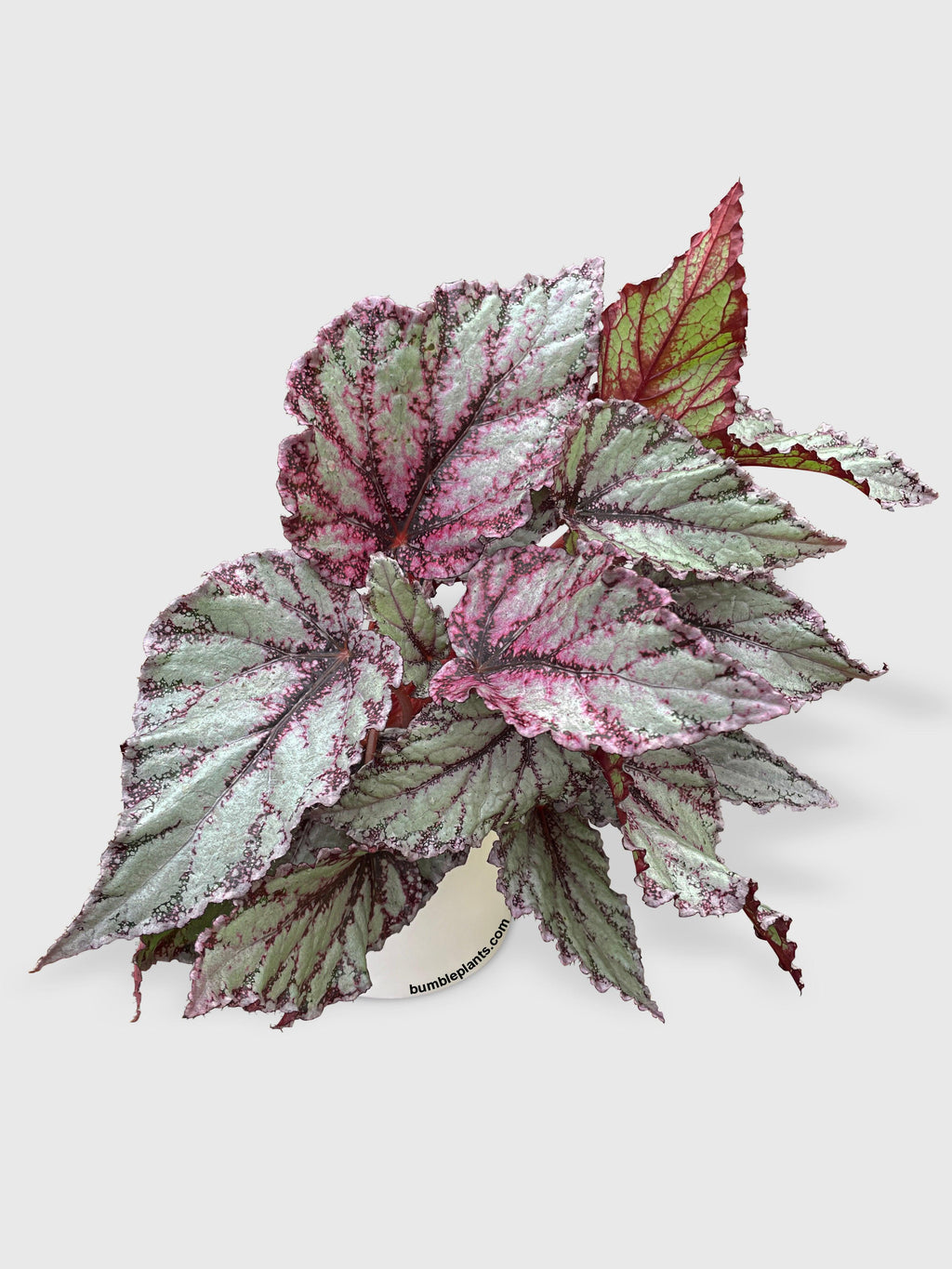 Begonia Flamenco