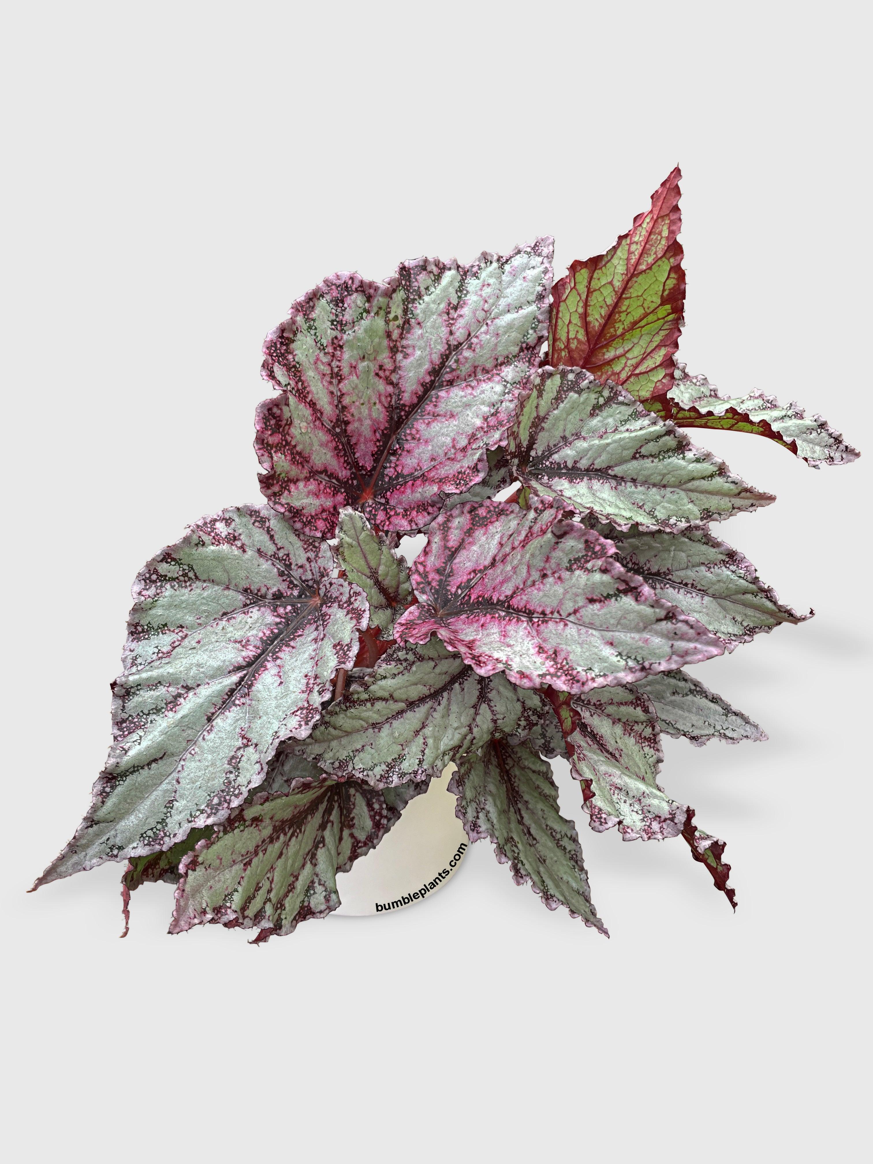 Begonia Flamenco