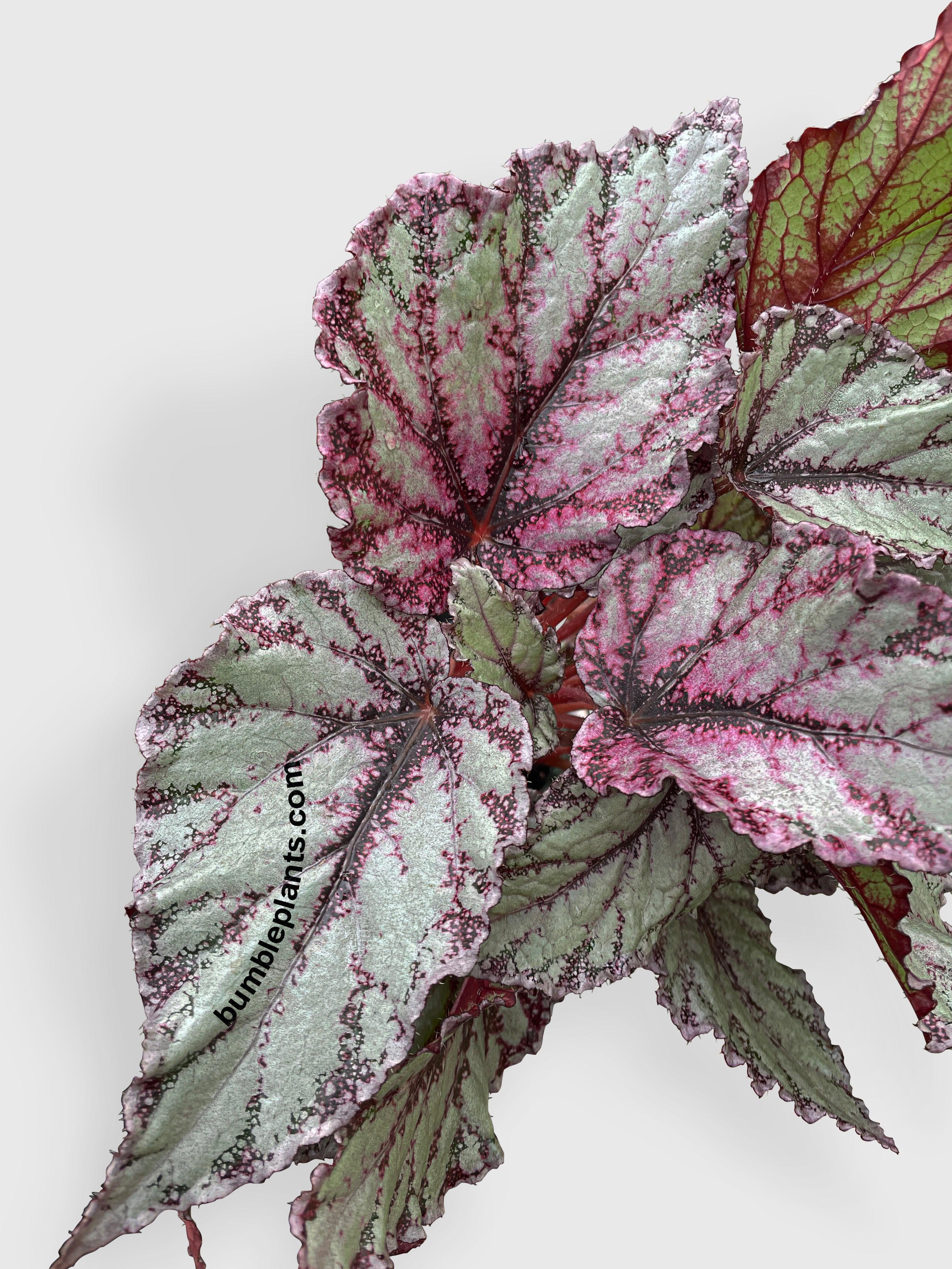 Begonia Flamenco