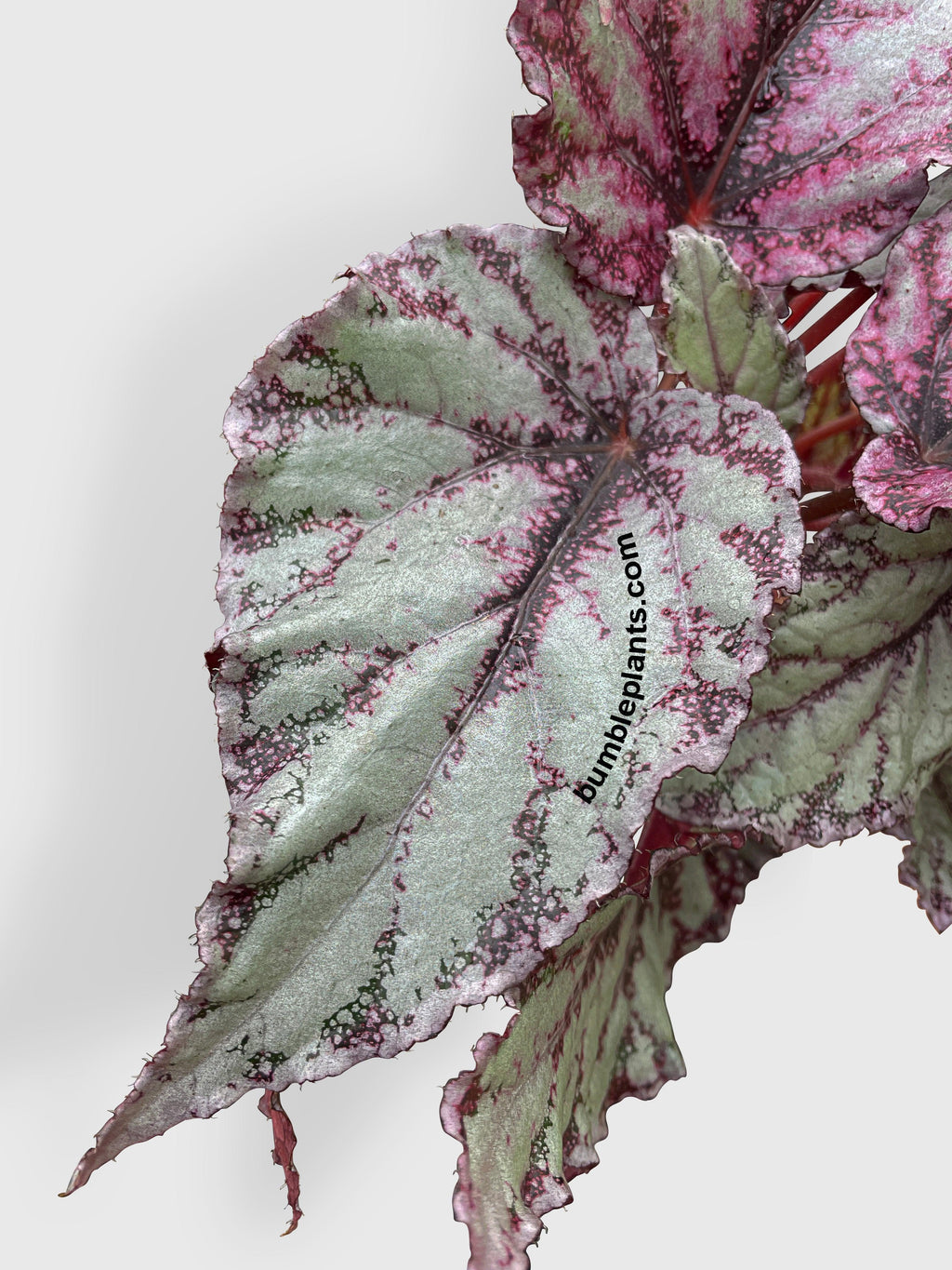 Begonia Flamenco