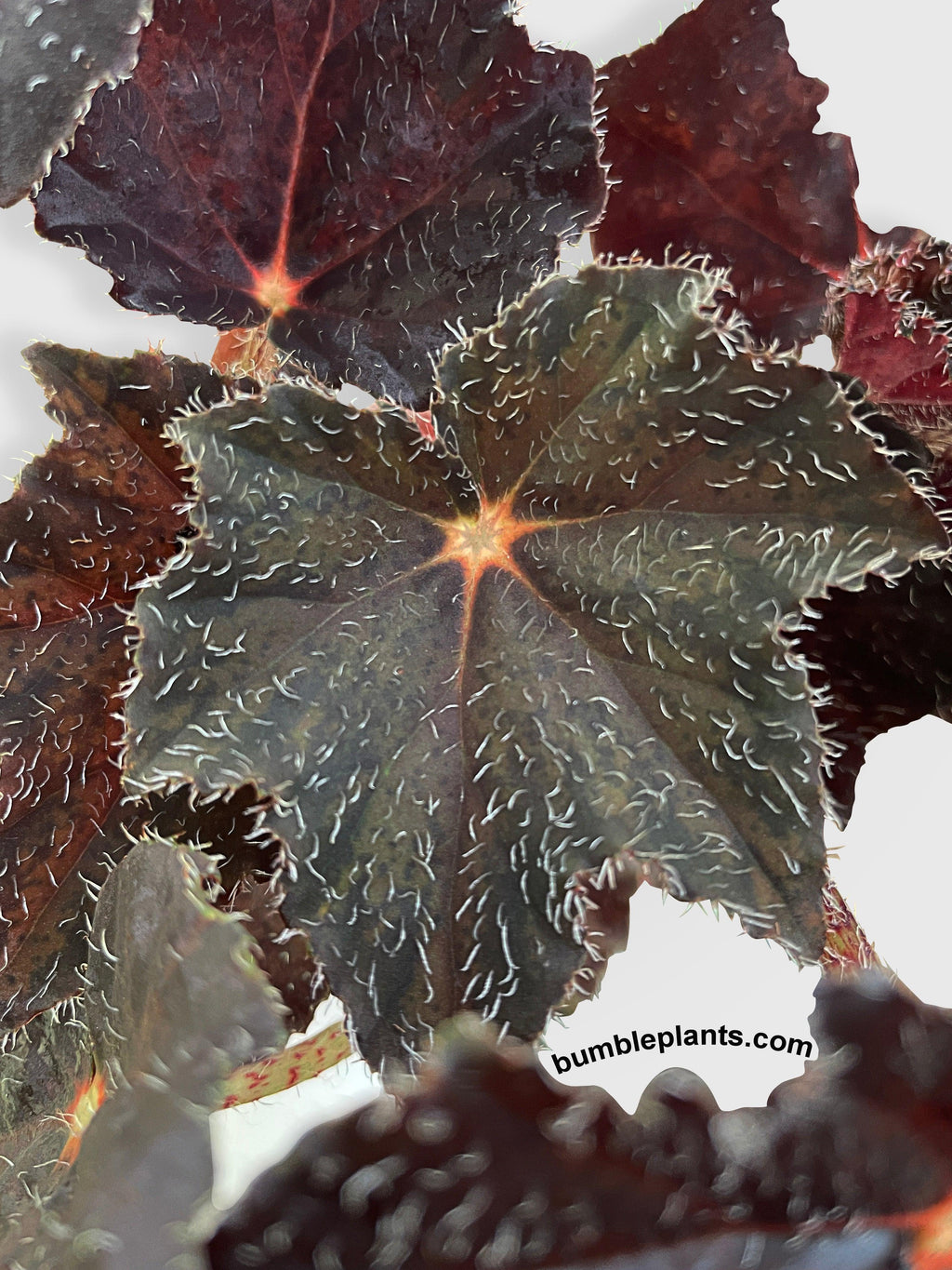 Begonia Black Fuzz Hallows Eye