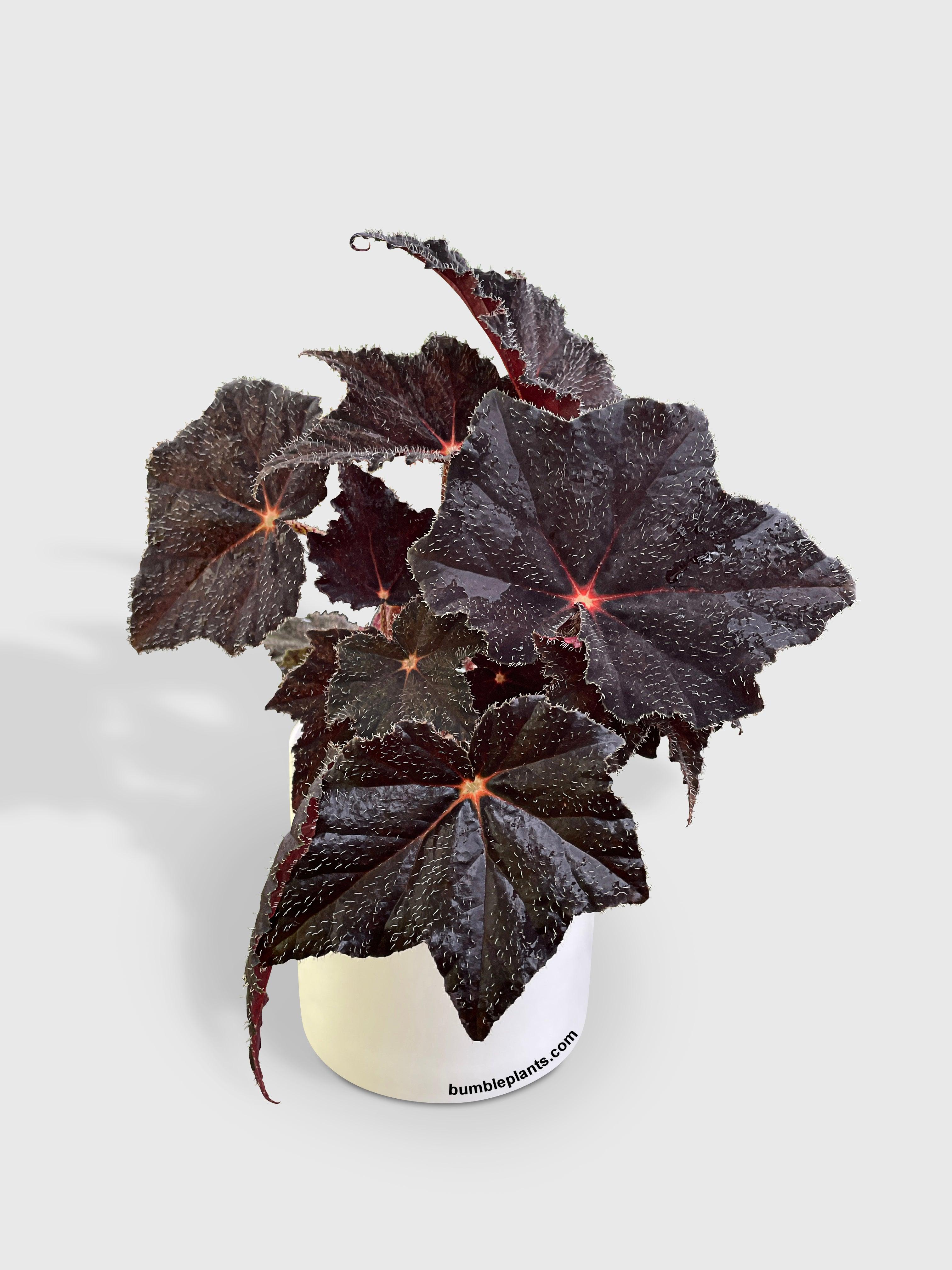 Begonia Black Fuzz Hallows Eye